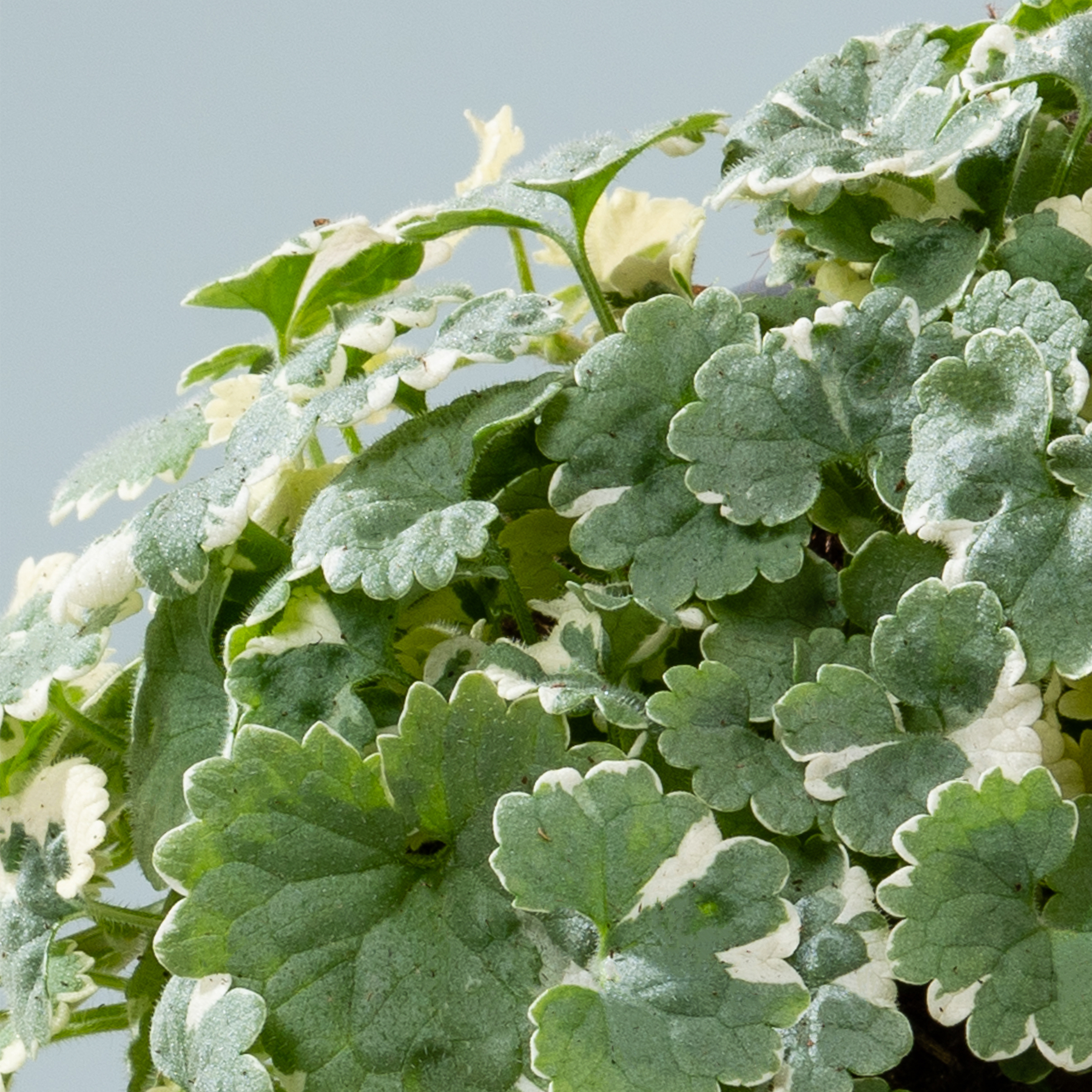 Das Bild zeigt eine üppige, grüne Anordnung verschiedener grüner Blätter und Blumen mit einem weichen, dunstigen Hintergrund, der eine heitere und beruhigende Atmosphäre schafft.
