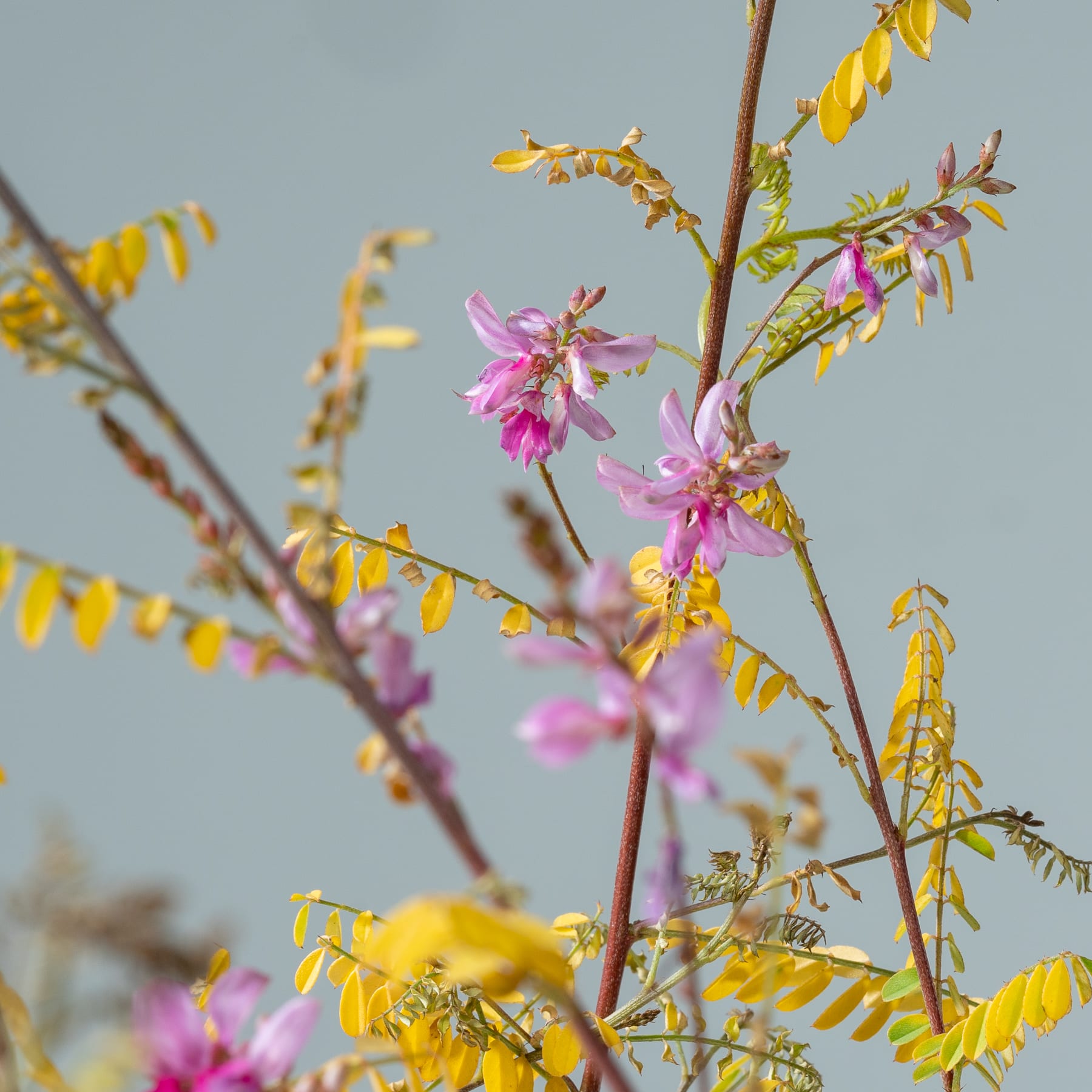 Leuchtend rosa Blüten blühen vor dem Hintergrund zarter gelber Blätter und schaffen eine bezaubernde Naturszene.