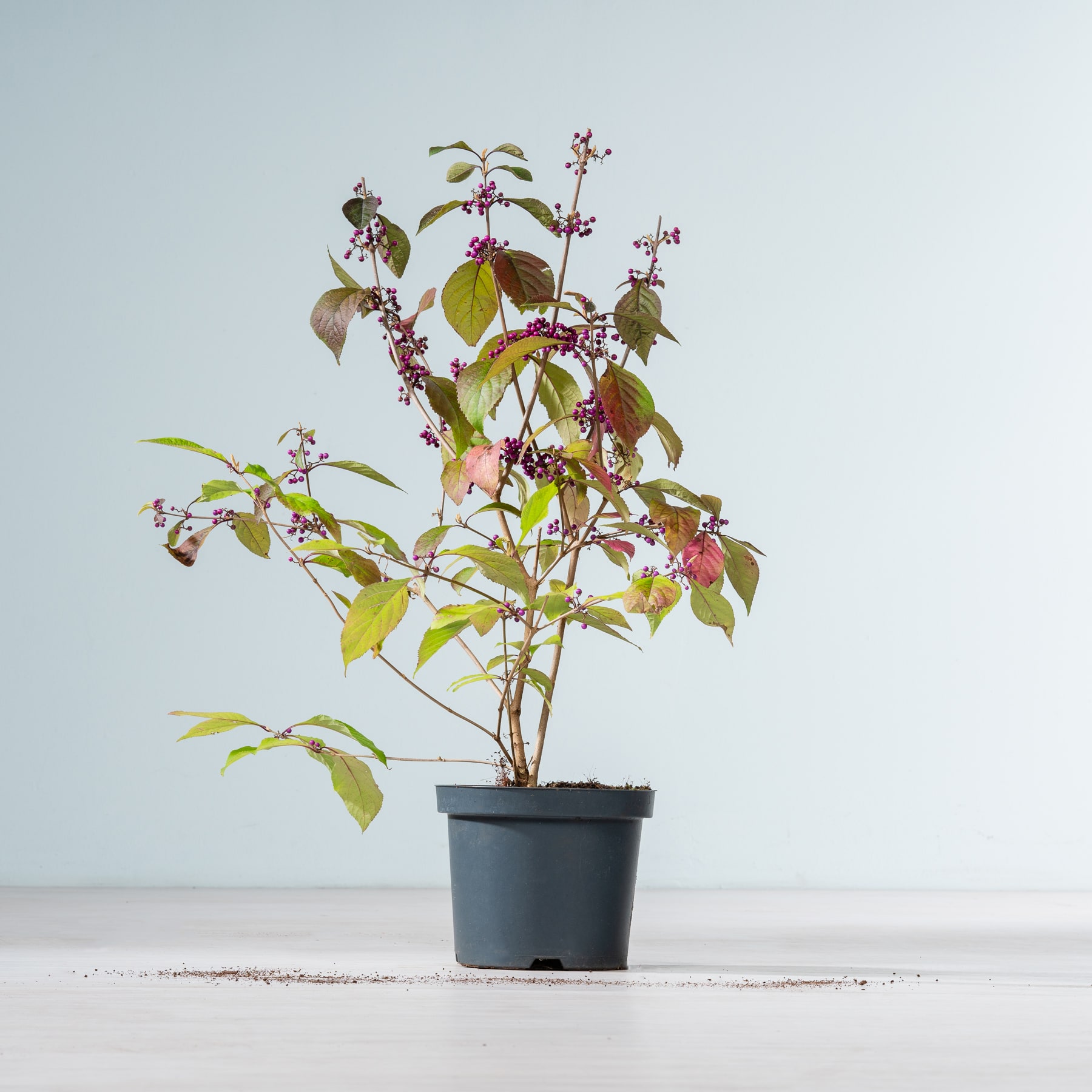 Eine kleine Topfpflanze mit grünen und violetten Blättern steht auf einer Holzoberfläche vor einem schlichten Hintergrund.