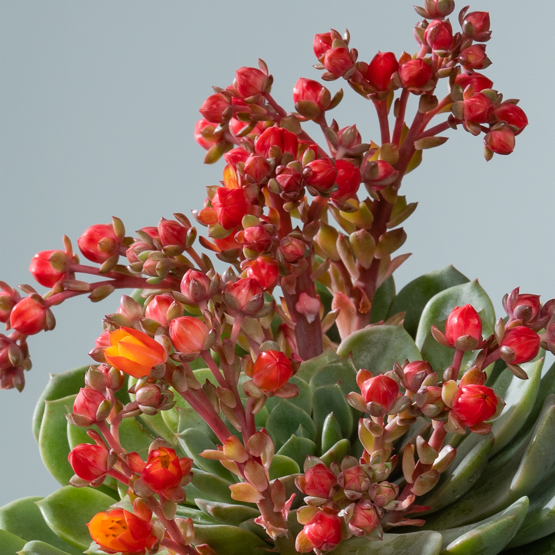 Ein lebendiger Strauß roter und orangefarbener saftiger Blumen vor einem hellblaugrauen Hintergrund.