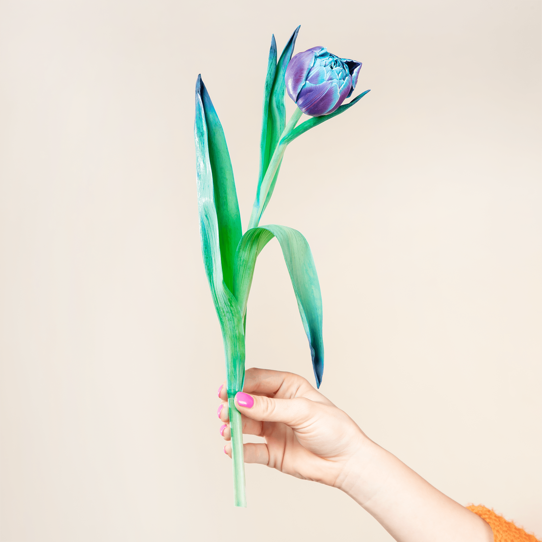 Eine einzelne leuchtende Tulpenblüte in der Hand vor einem schlichten beigen Hintergrund.