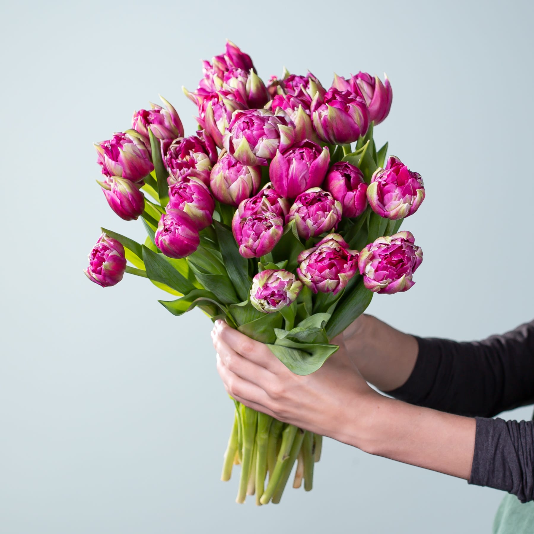 Ein Strauß leuchtend rosa Tulpen, den eine Person vor einem schlichten hellblauen Hintergrund in den Händen hält.