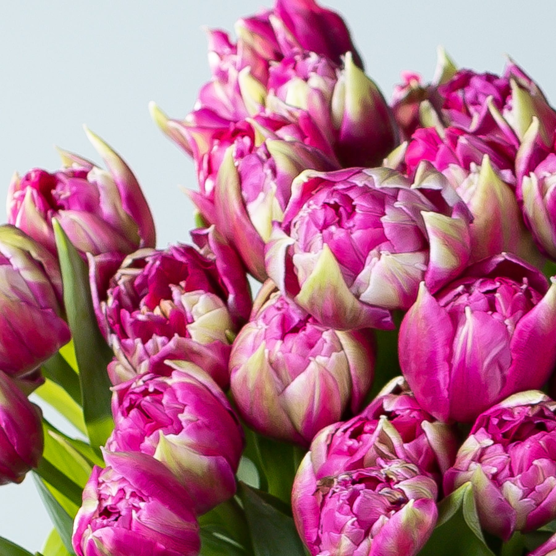 Ein lebendiger Strauß üppiger, rosa Tulpen vor einem weichen, blaugrauen Hintergrund.