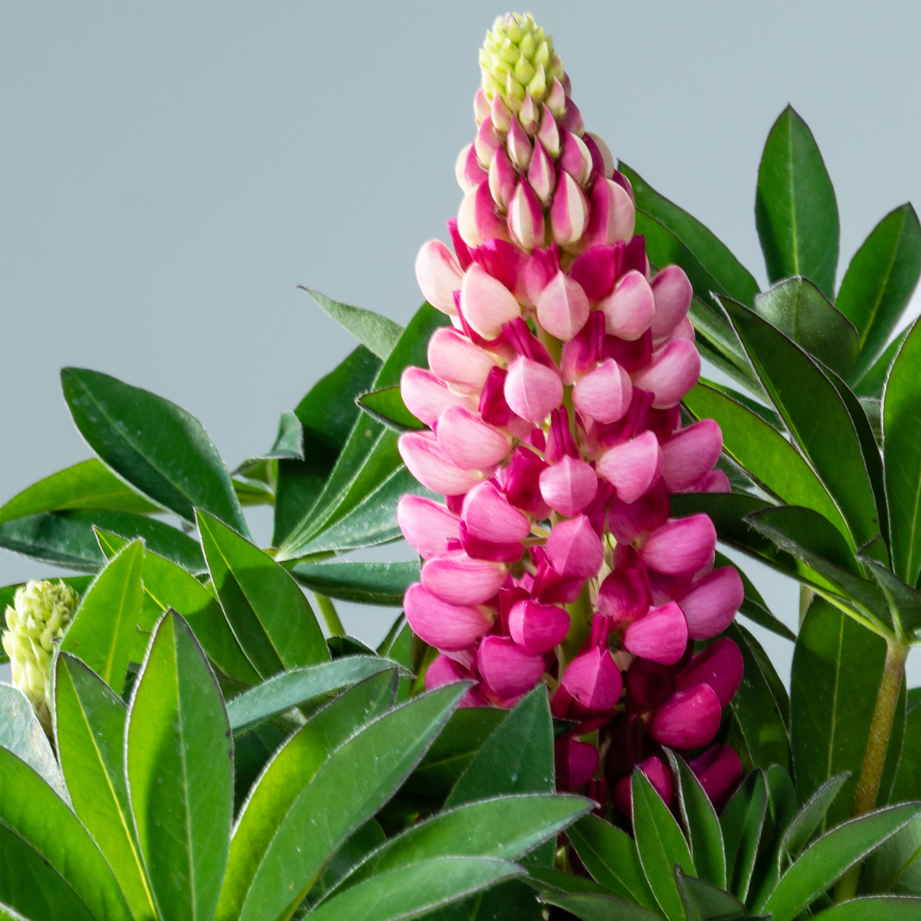 Eine leuchtende Ansammlung rosa und gelber Lupinenblüten, umgeben von üppigem grünem Laub vor einem schlichten Hintergrund.