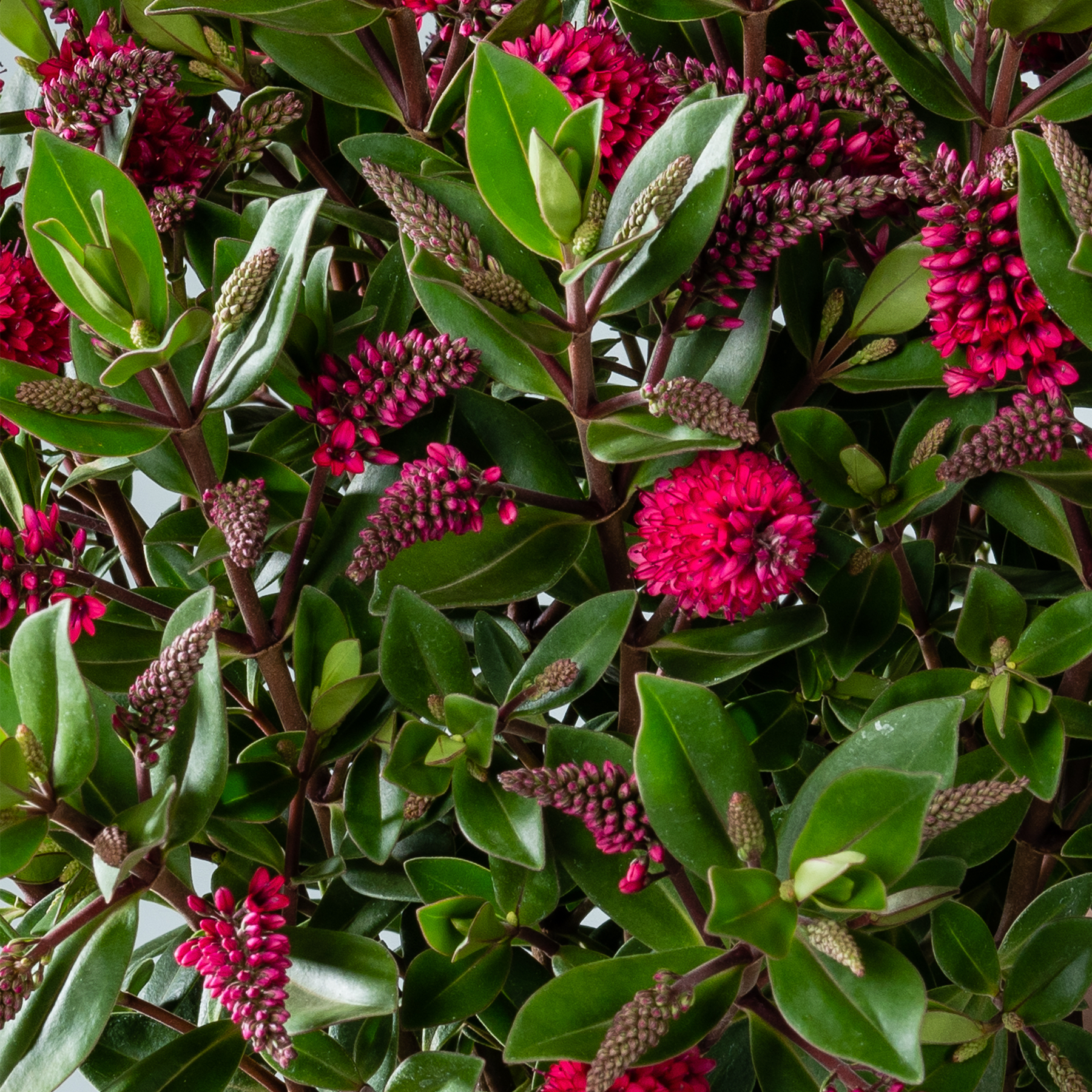 Eine üppige, lebendige Pracht aus tiefroten Blüten und Beeren inmitten eines üppigen Blattwerks aus grünen Blättern, die eine optisch beeindruckende und faszinierende Naturszenerie schaffen.