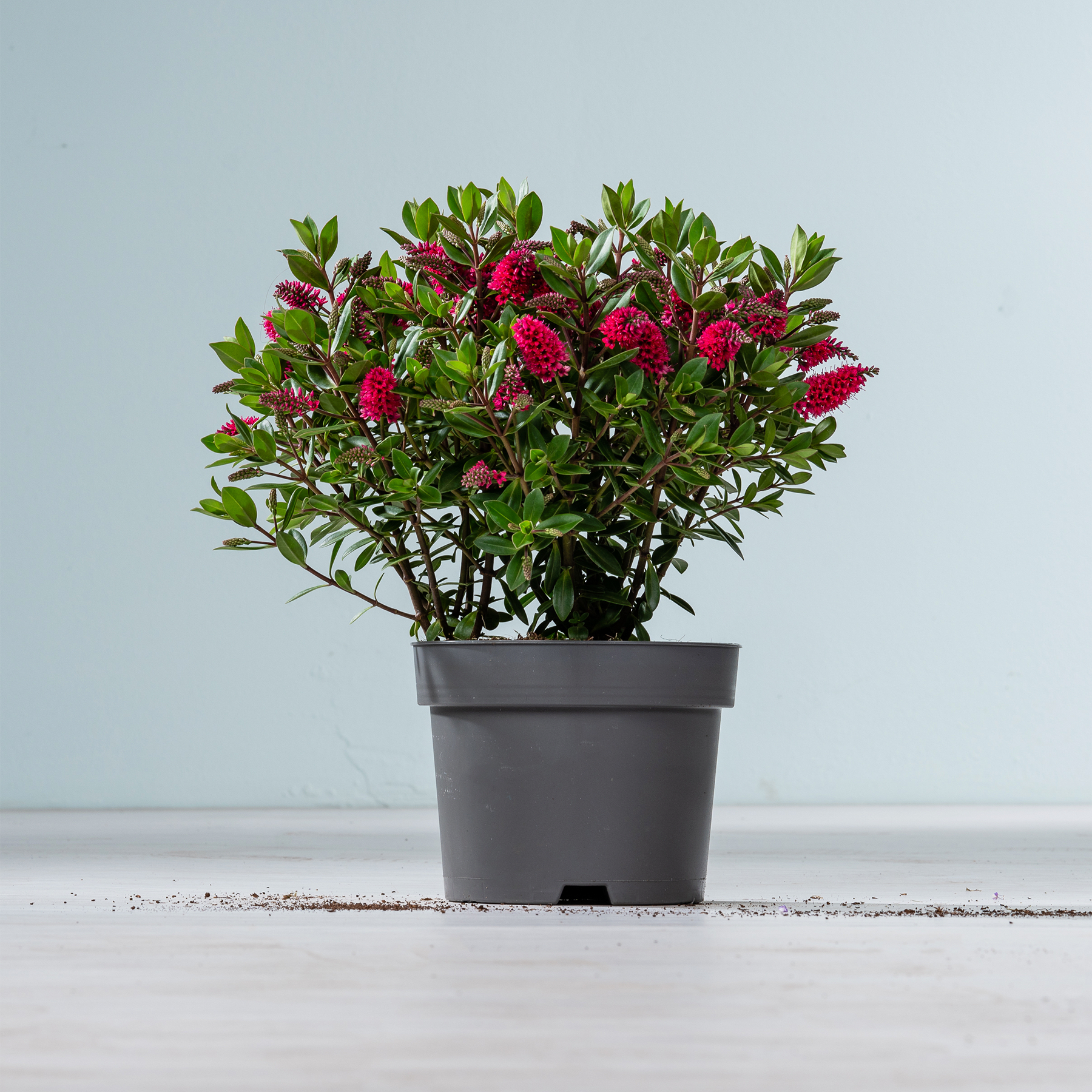 Eine Topfpflanze mit leuchtend roten Blüten und grünen Blättern steht auf einer Holzoberfläche vor einem schlichten Hintergrund.