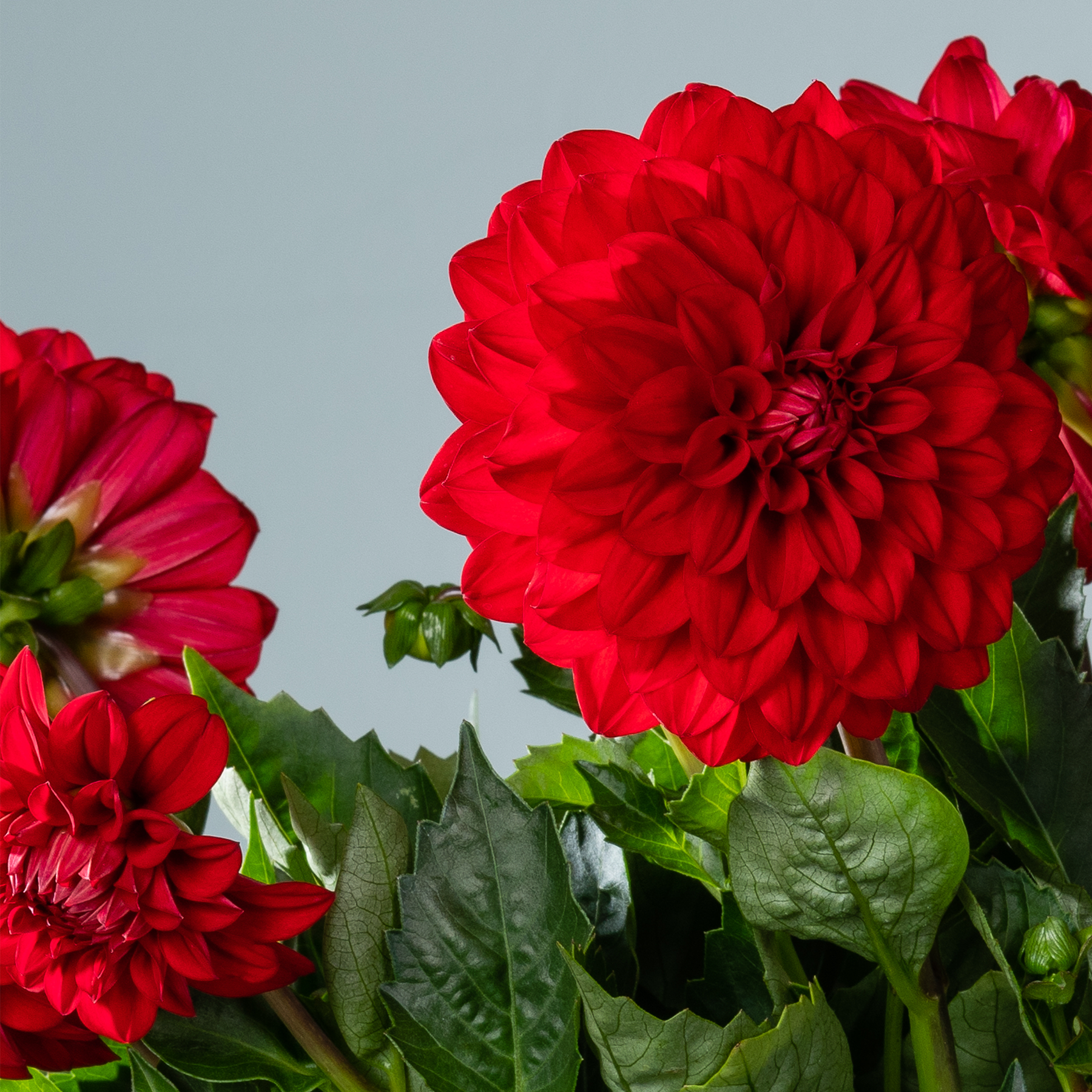 Leuchtend rote Dahlienblüten mit üppigem grünem Laub vor einem hellblaugrauen Hintergrund.
