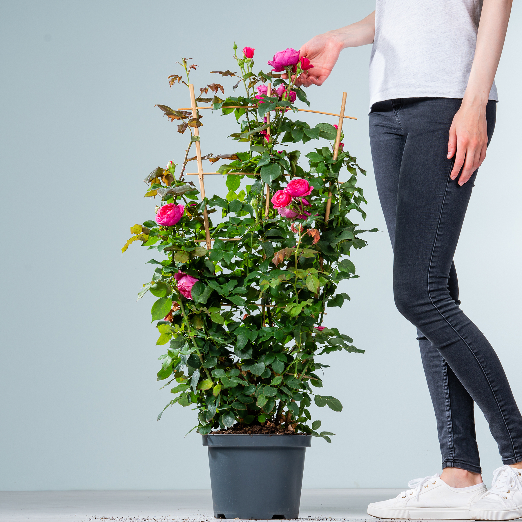 Im Vordergrund steht ein Rosenbusch im Topf mit leuchtend rosa Blüten, während im Hintergrund die Beine und Füße einer Person zu sehen sind, die Jeans und weiße Turnschuhe trägt.