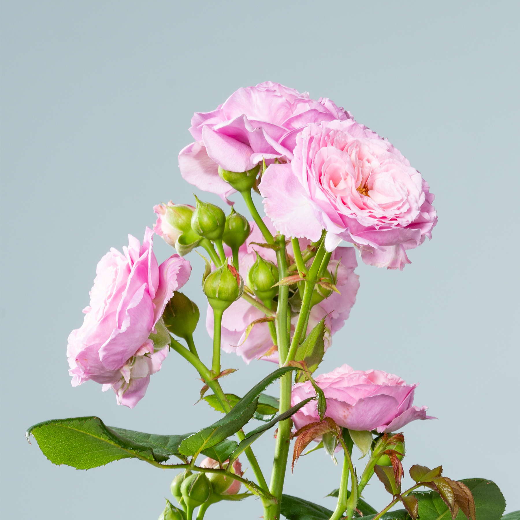 Leuchtend rosa Rosen mit grünen Blättern und Knospen vor einem sanften blaugrauen Hintergrund.