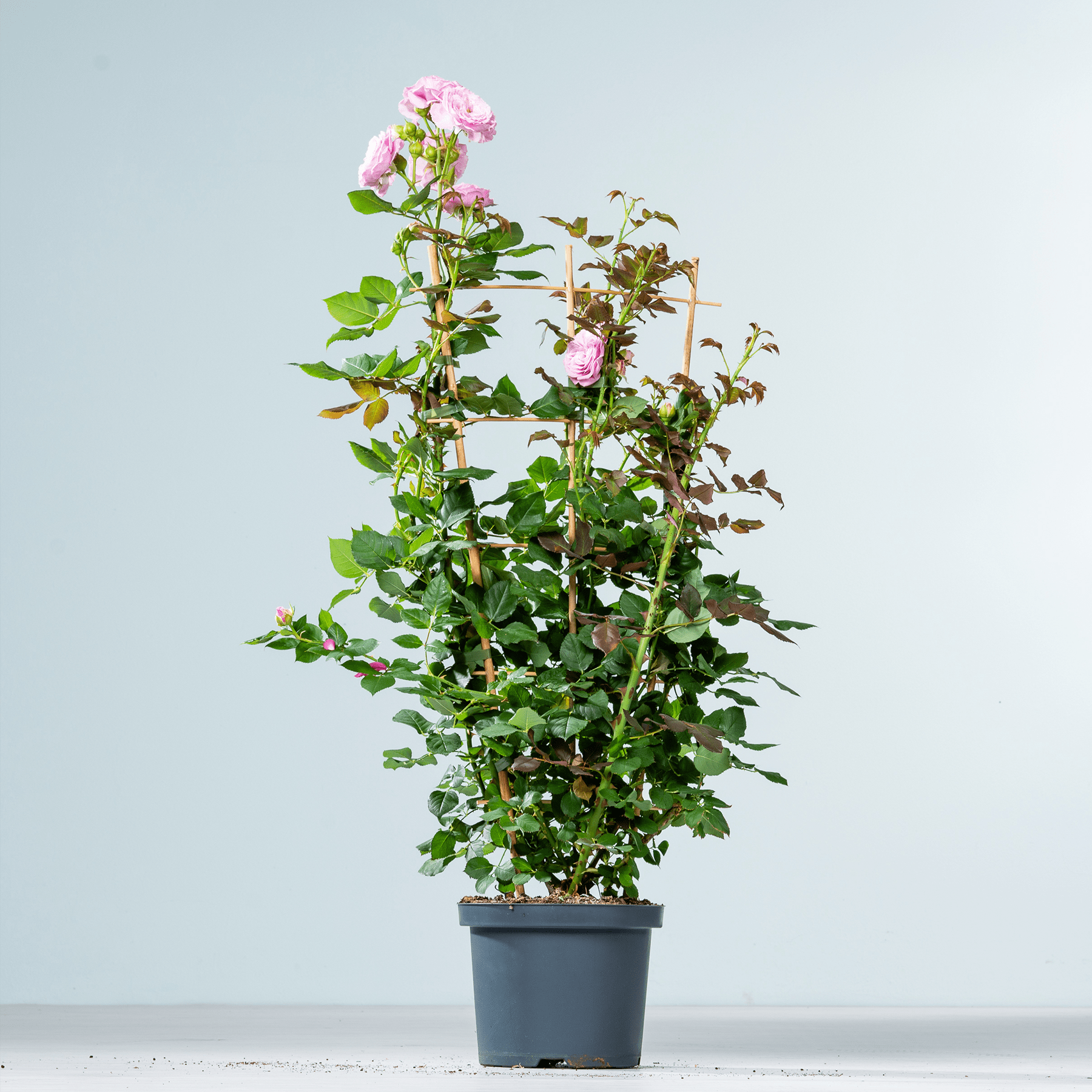 Eine Topfpflanze mit üppigen grünen Blättern und zarten rosa Blüten steht vor einem schlichten hellblauen Hintergrund.