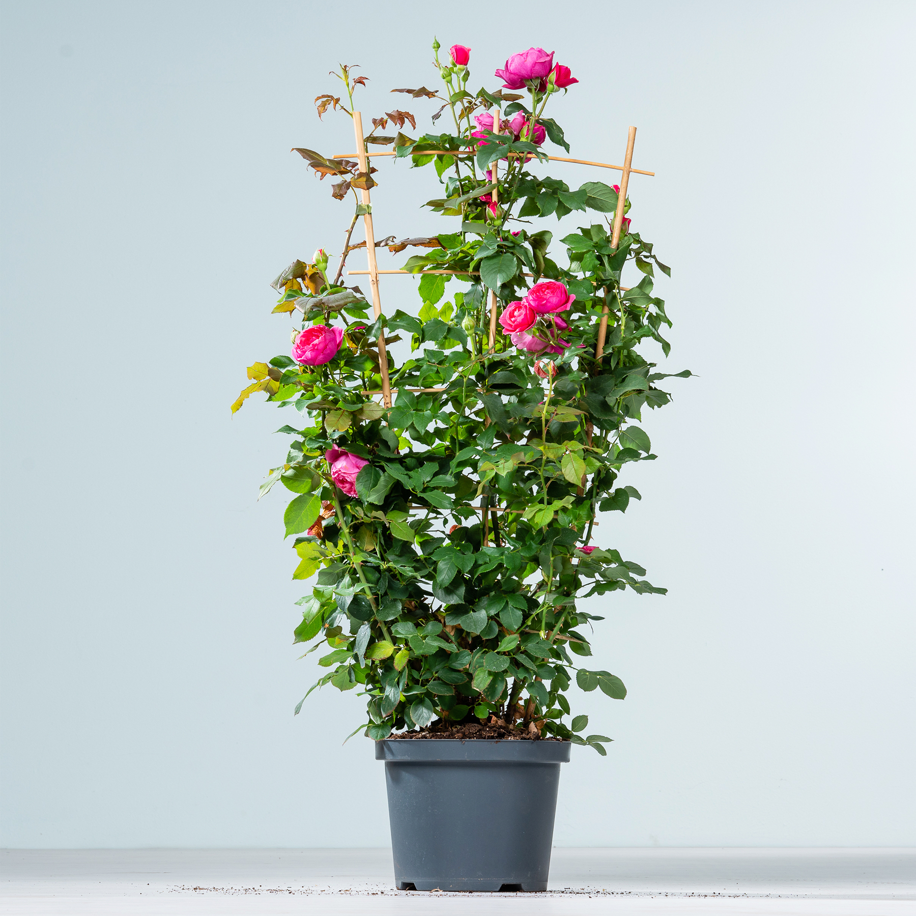Eine Topfpflanze mit leuchtend rosa Rosen steht vor einem schlichten hellblauen Hintergrund. Ihr üppiges grünes Laub und die blühenden Blüten ergeben ein optisch beeindruckendes und natürliches Bild.