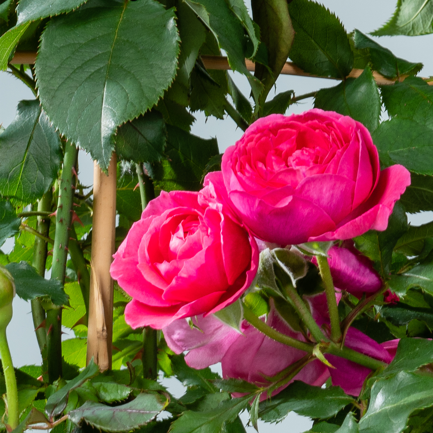 Leuchtend rosa Rosen blühen inmitten üppiger grüner Blätter und schaffen eine optisch beeindruckende und heitere Naturszene.