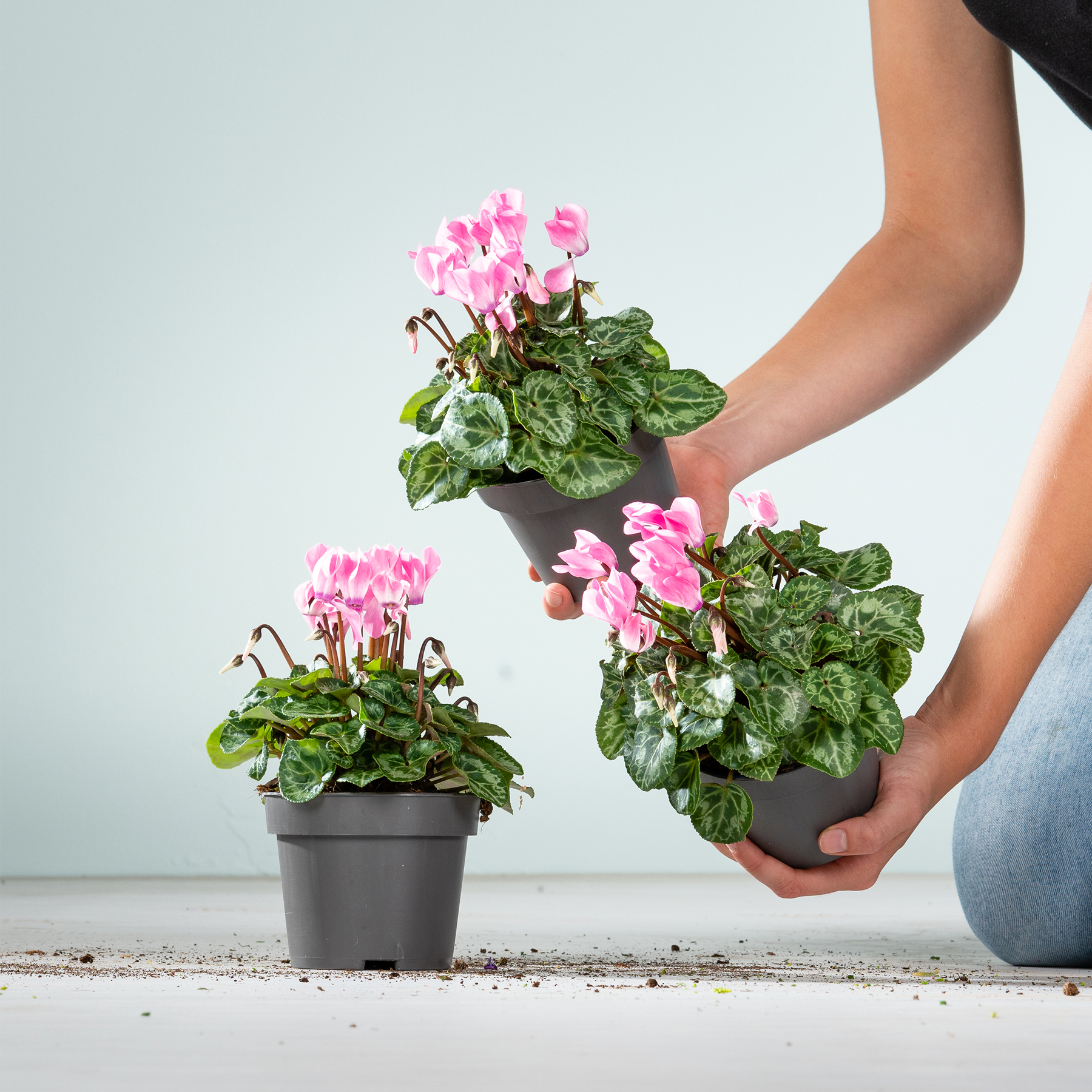 Das Bild zeigt drei Alpenveilchen in Töpfen mit leuchtend rosa Blüten, die eine Person vor einem schlichten Hintergrund in den Händen hält.