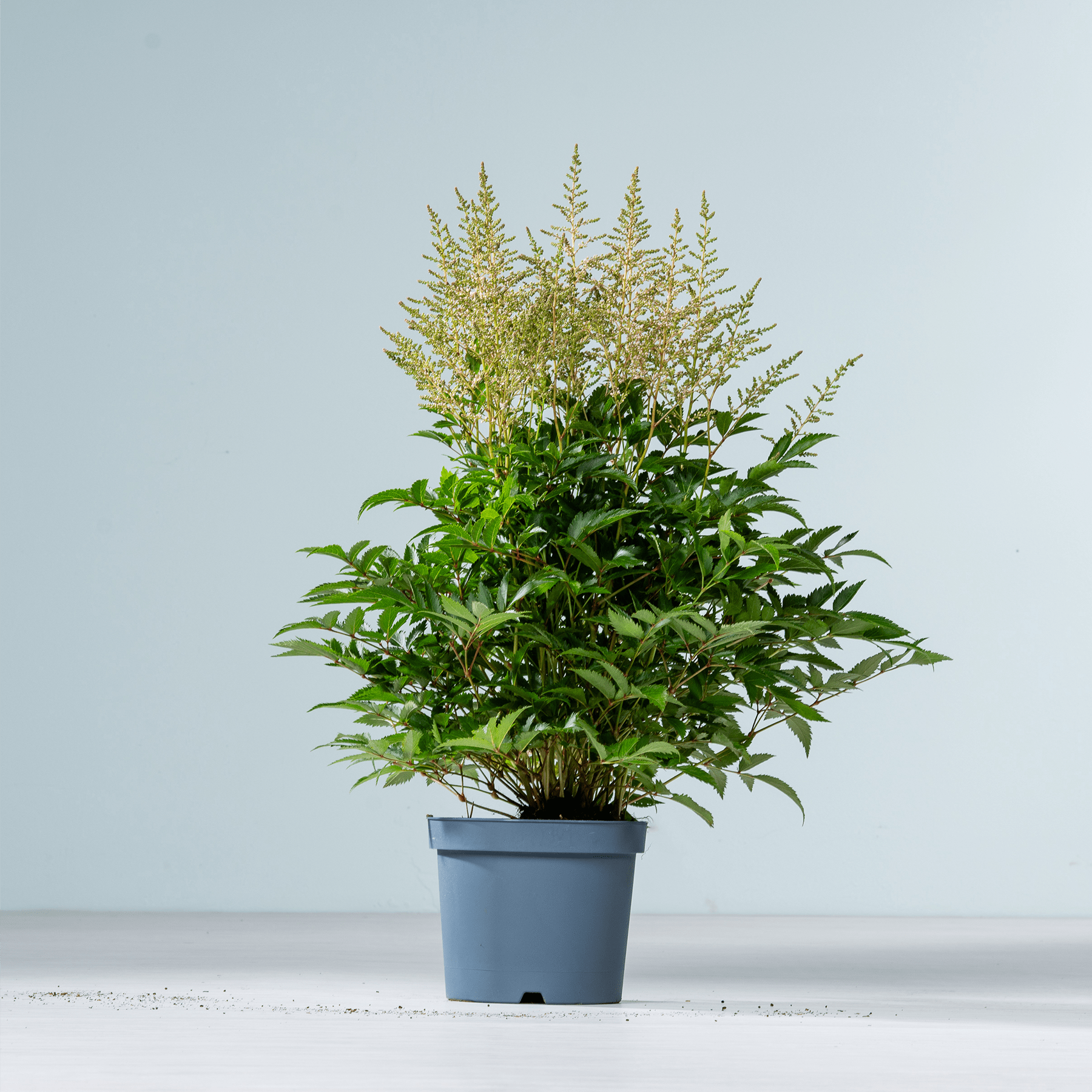 Eine Topfpflanze mit üppigem grünem Laub und zarten weißen Blüten steht auf einer schlichten Fläche vor einem hellblauen Hintergrund.