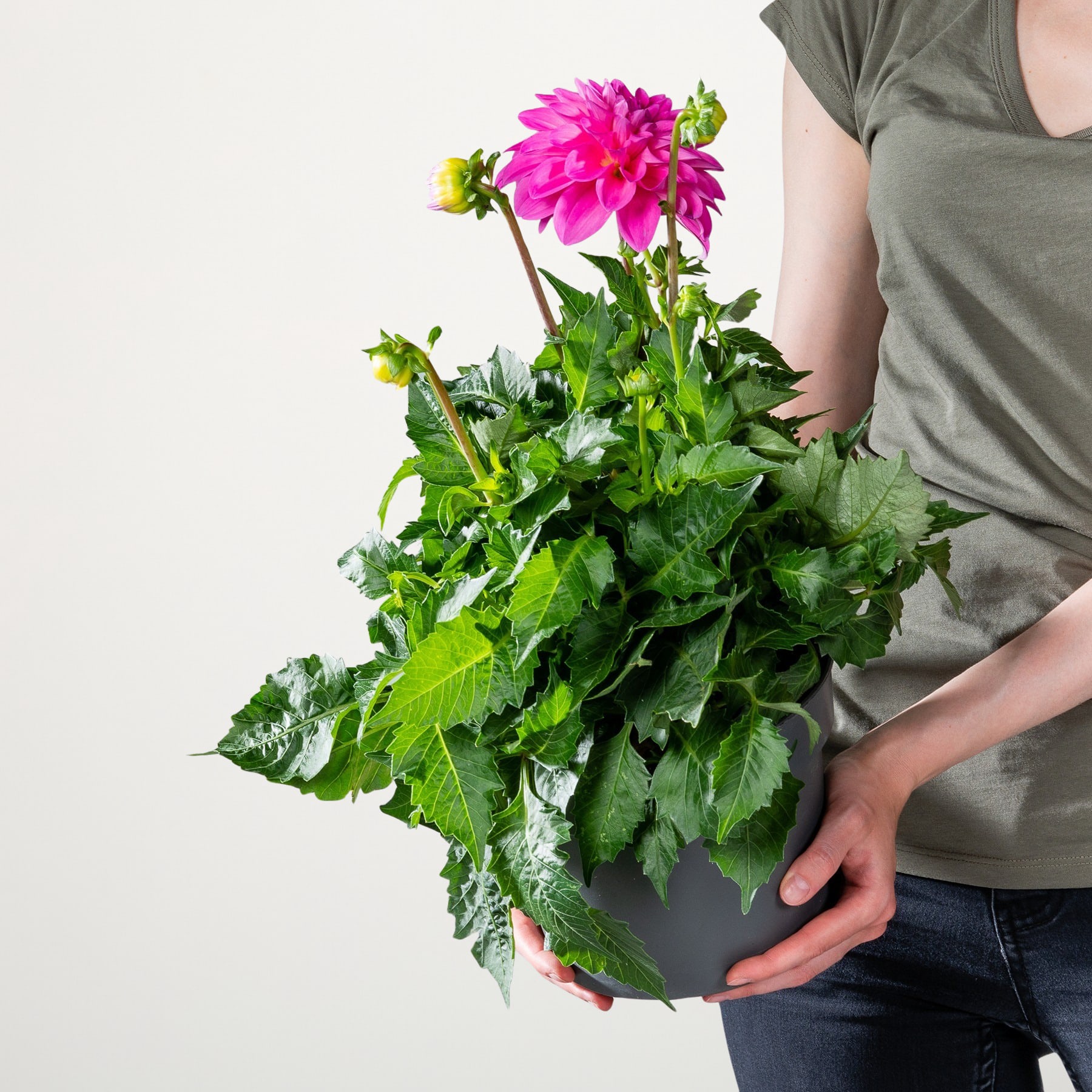 Eine leuchtend rosa Dahlienblüte steht hoch in einer Topfpflanze, umgeben von üppigem grünem Laub, und wird von einer Person in den Händen vor einem schlichten weißen Hintergrund gehalten.