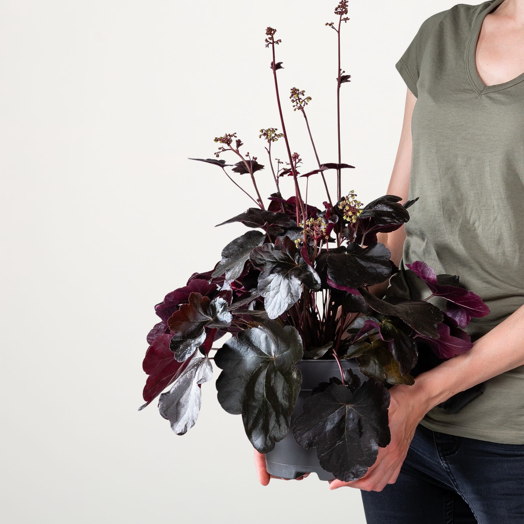 Eine Person hält einen üppigen, leuchtenden Strauß dunkelvioletter und burgunderfarbener Blumen vor einem schlichten weißen Hintergrund.