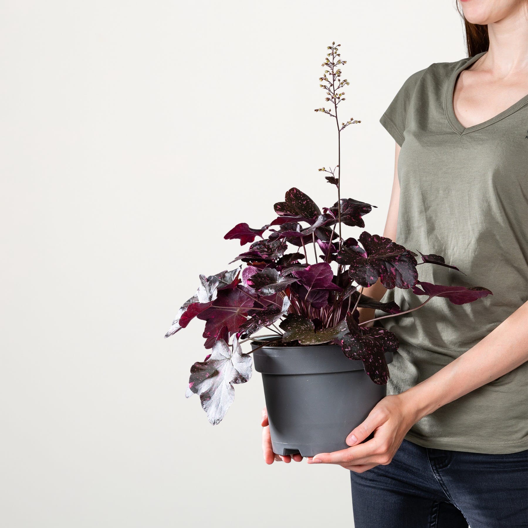 Eine Person in einem grünen Hemd hält eine Topfpflanze mit leuchtend violettem und grünem Laub vor einem schlichten weißen Hintergrund.