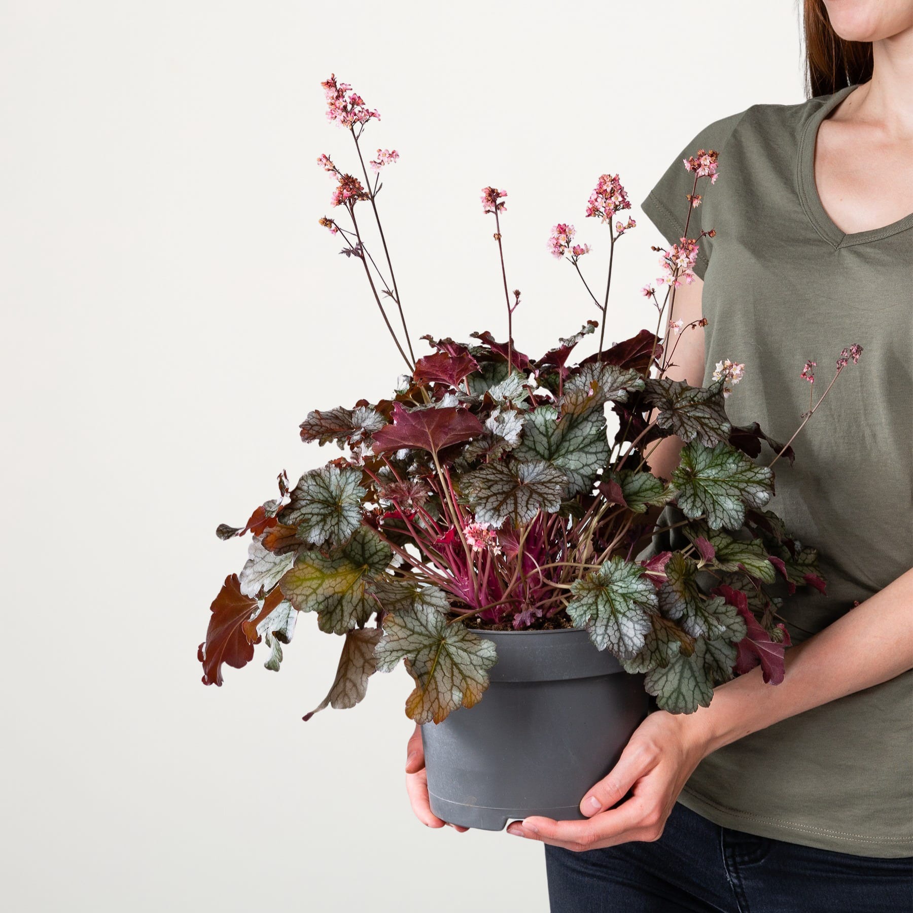 Eine Person in einem grünen Hemd hält eine Topfpflanze mit leuchtend roten und rosa Blüten vor einem schlichten weißen Hintergrund.