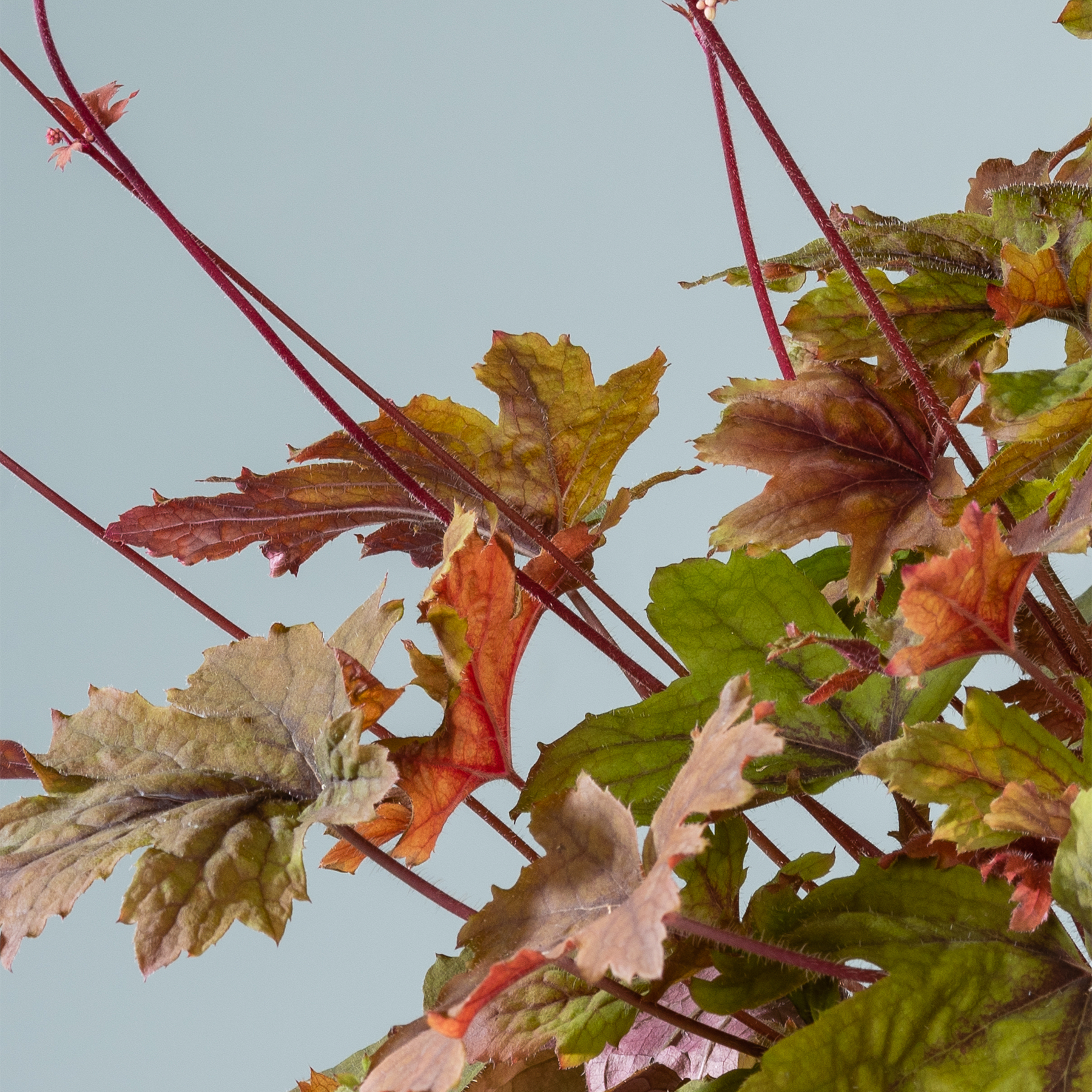 Leuchtende Herbstblätter in verschiedenen Rot-, Orange- und Grüntönen heben sich vor einem hellblauen Himmel ab.