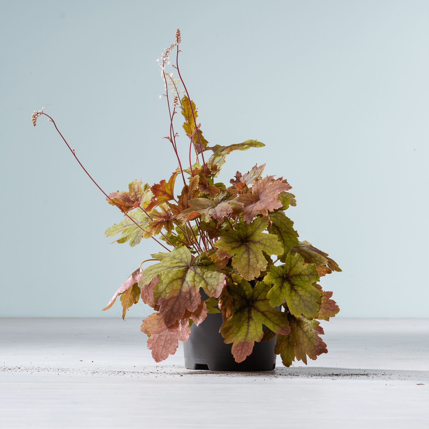 Ein farbenfroher Strauß herbstlich gefärbter Blätter und Stängel steht in einer schlichten schwarzen Vase vor einem schlichten, hellen Hintergrund.