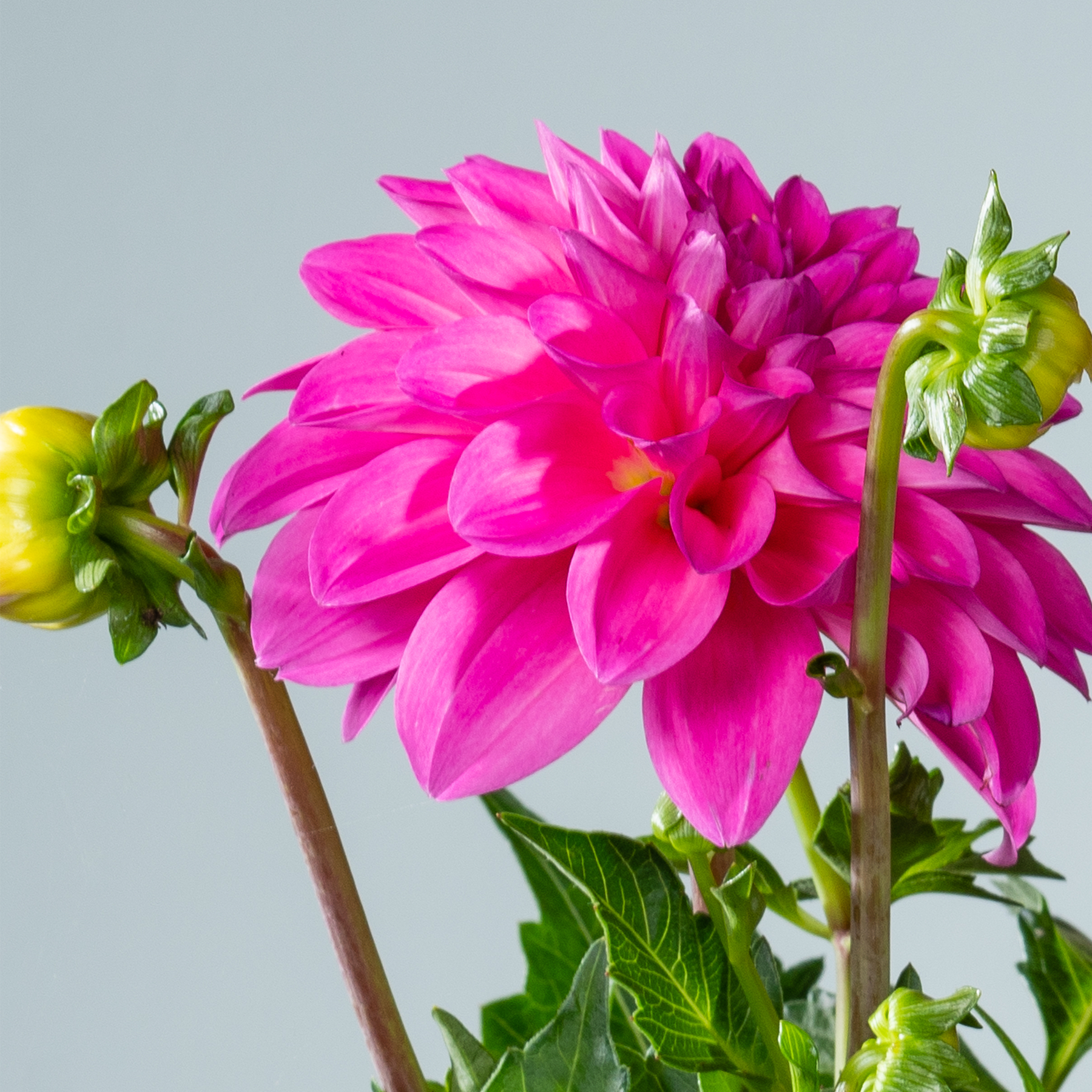Eine leuchtende, fuchsiafarbene Dahlienblüte mit üppigen, samtigen Blütenblättern hebt sich deutlich von einem weichen, gedämpften grauen Hintergrund ab.