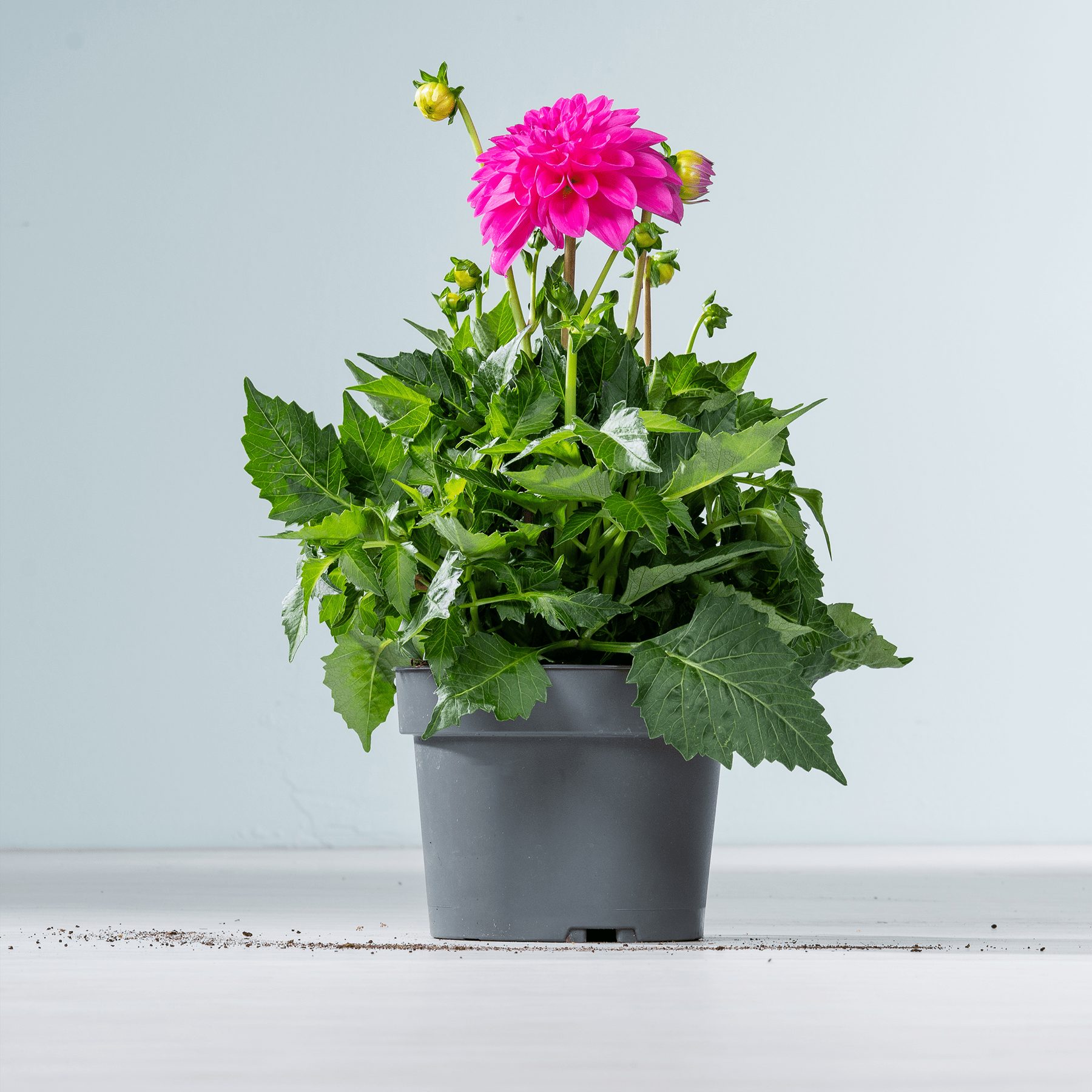 Eine leuchtend rosa Dahlienblüte steht hoch in einem schwarzen Pflanzgefäß, umgeben von üppigen grünen Blättern vor einem schlichten grauen Hintergrund.