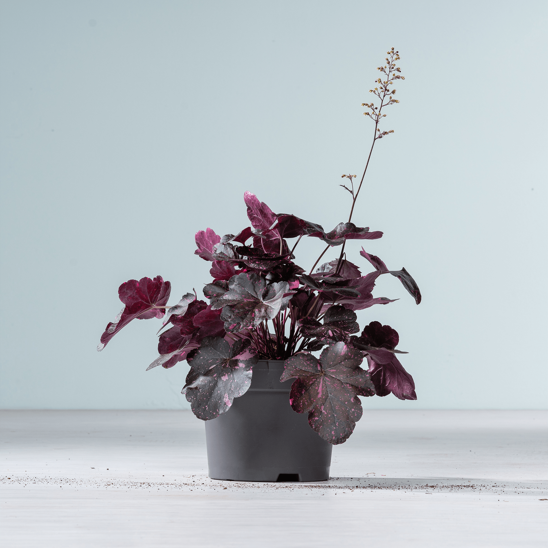 Eine Topfpflanze mit leuchtend violetten Blättern steht auf einer schlichten, hellen Fläche vor einem blassen Hintergrund.
