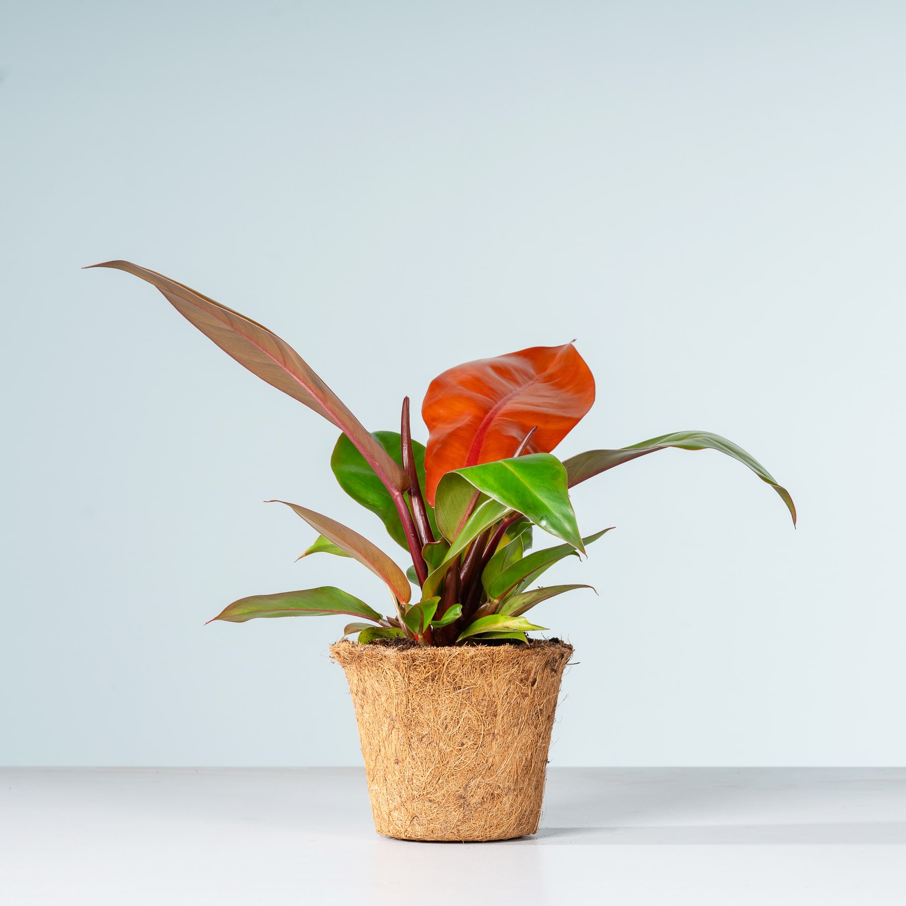 Eine lebendige tropische Pflanze mit großen, bunten Blättern steht in einem kleinen, natürlich aussehenden Pflanzgefäß vor einem schlichten, hellblauen Hintergrund.