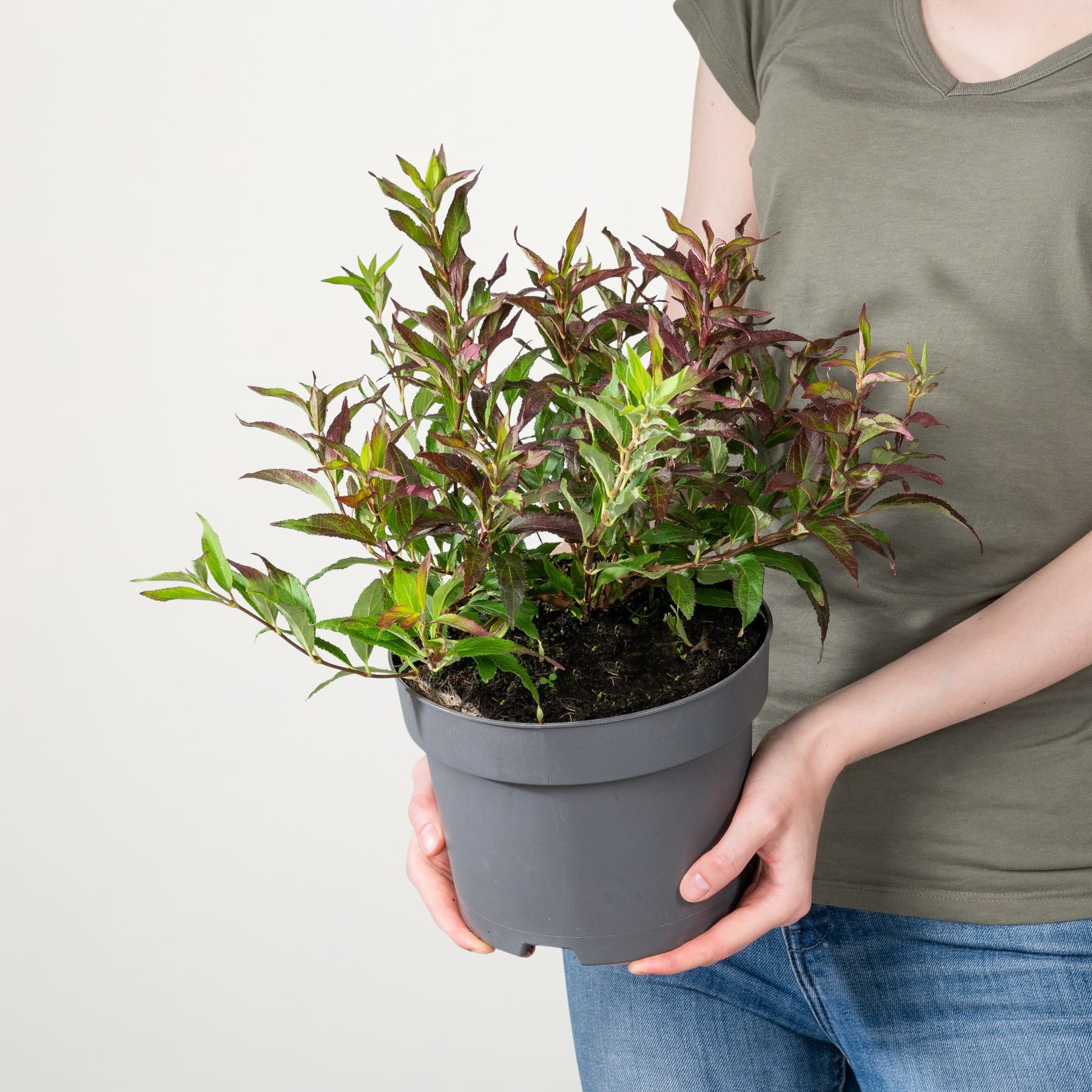 Eine Person in einem grünen Hemd hält eine Topfpflanze mit leuchtend grünen und violetten Blättern vor einem schlichten weißen Hintergrund.