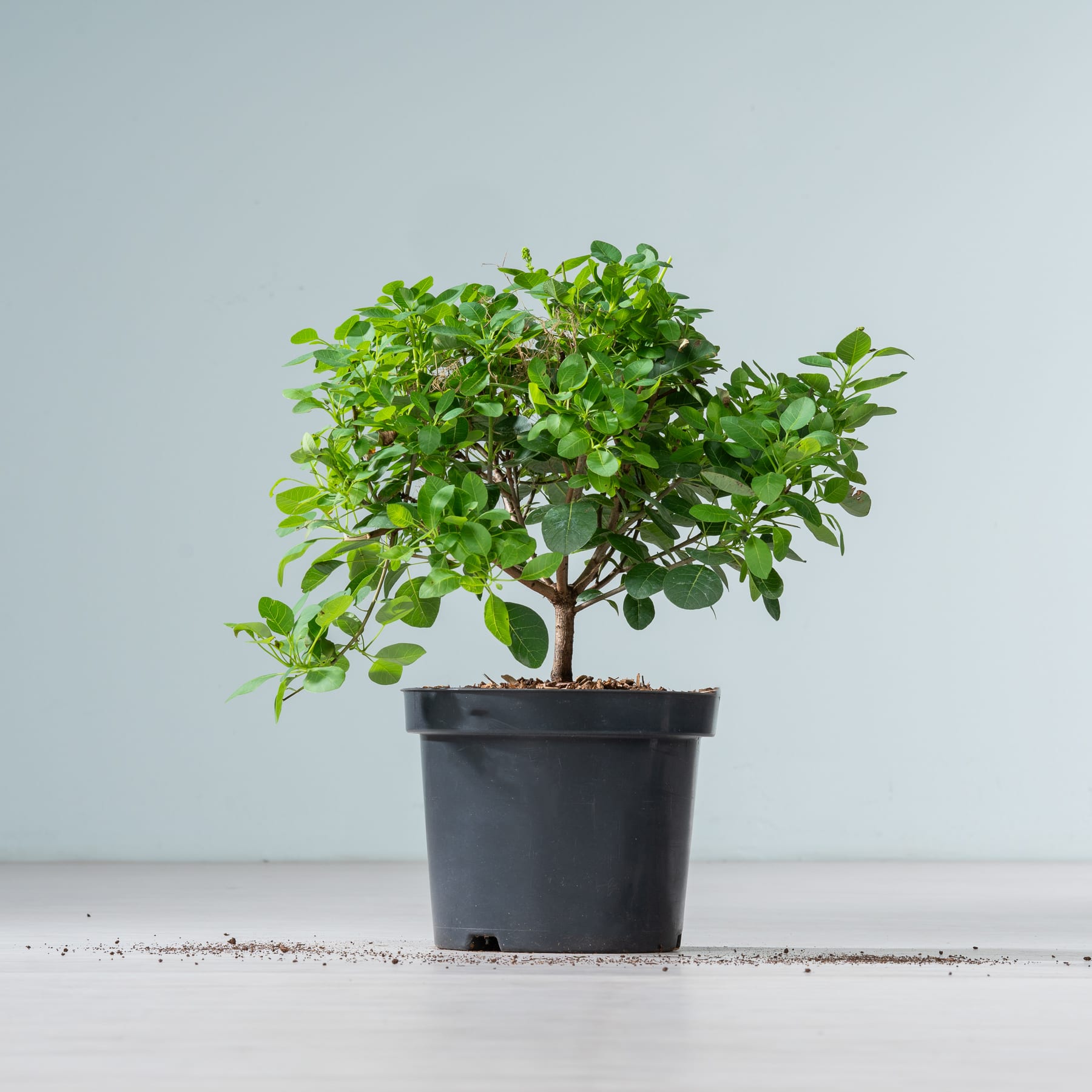 Eine kleine, üppig grüne baumartige Pflanze mit zahlreichen Blättern steht in einem schwarzen Topf auf einer Holzoberfläche vor einem schlichten hellblauen Hintergrund.