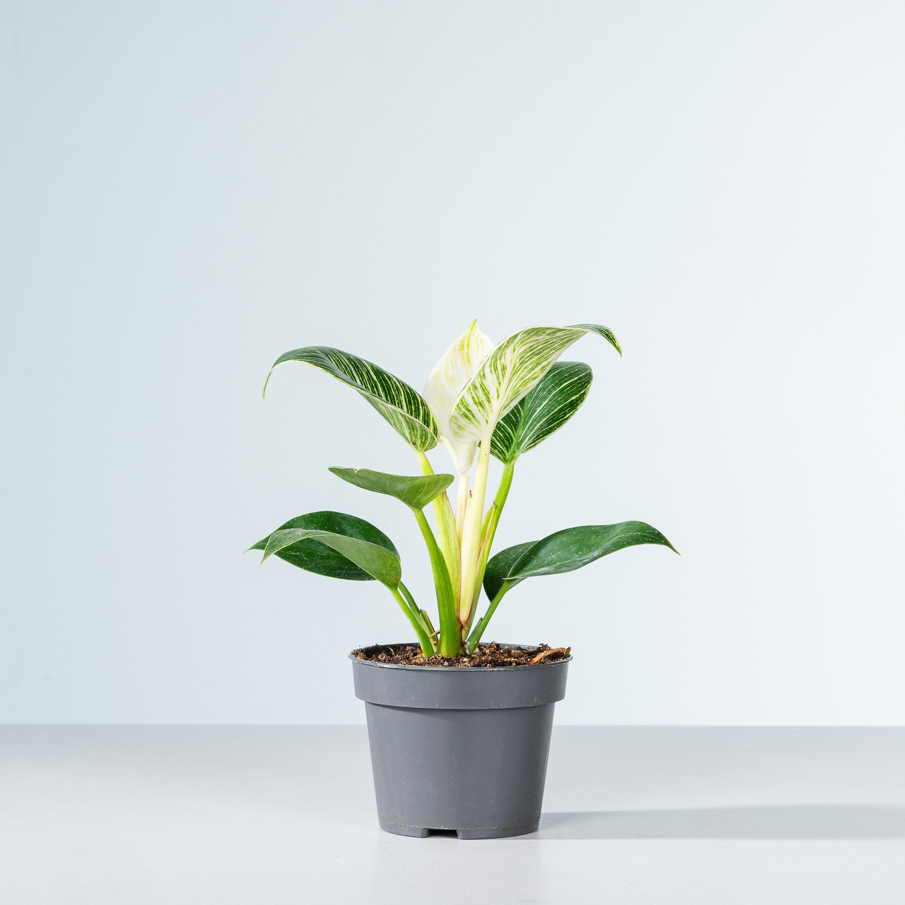 Eine Topfpflanze mit großen grünen Blättern und einer weißen Blüte steht auf einer hellen Fläche vor einem schlichten Hintergrund.