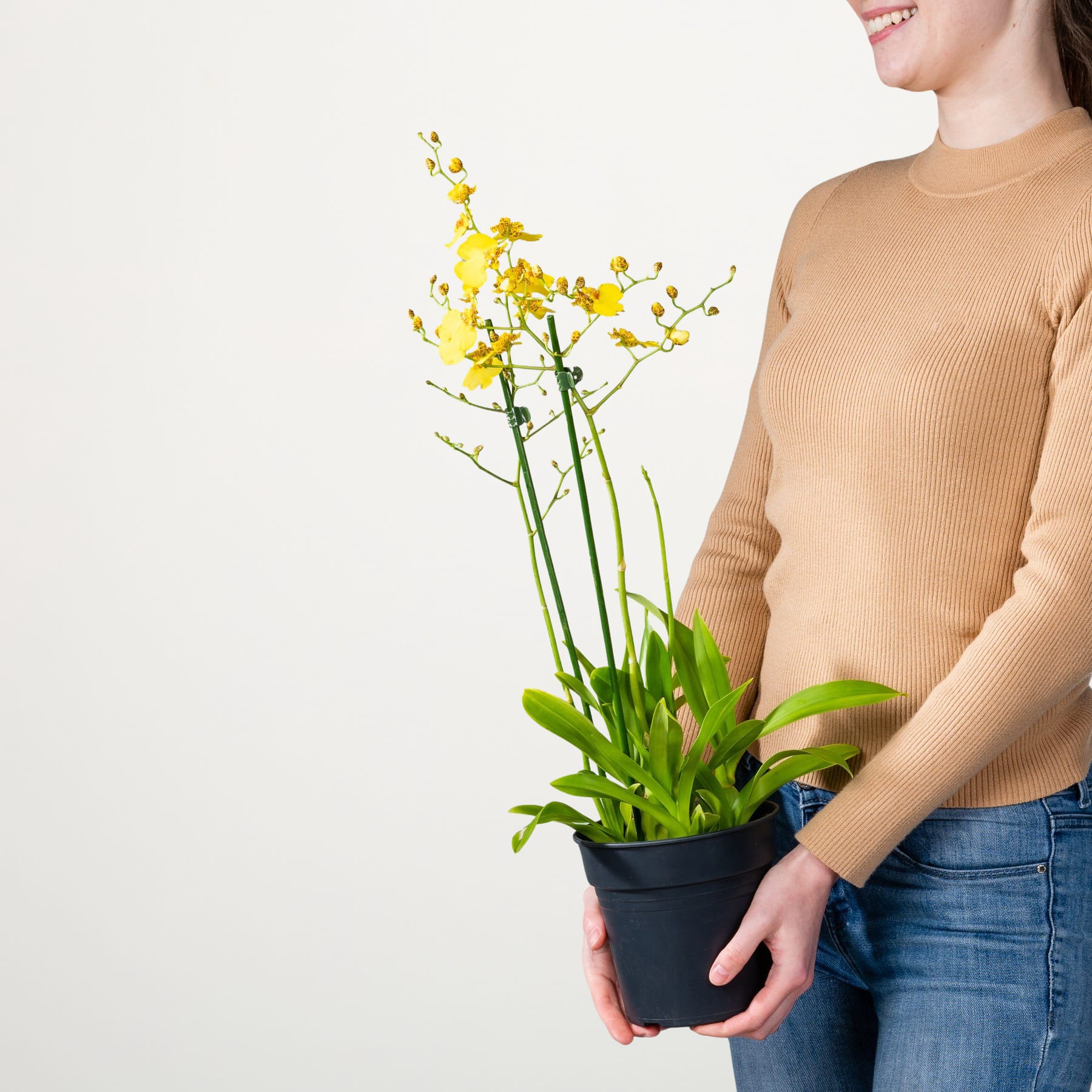 Das Bild zeigt eine Person, die vor einem schlichten weißen Hintergrund eine Topfpflanze mit gelben Orchideenblüten hält.