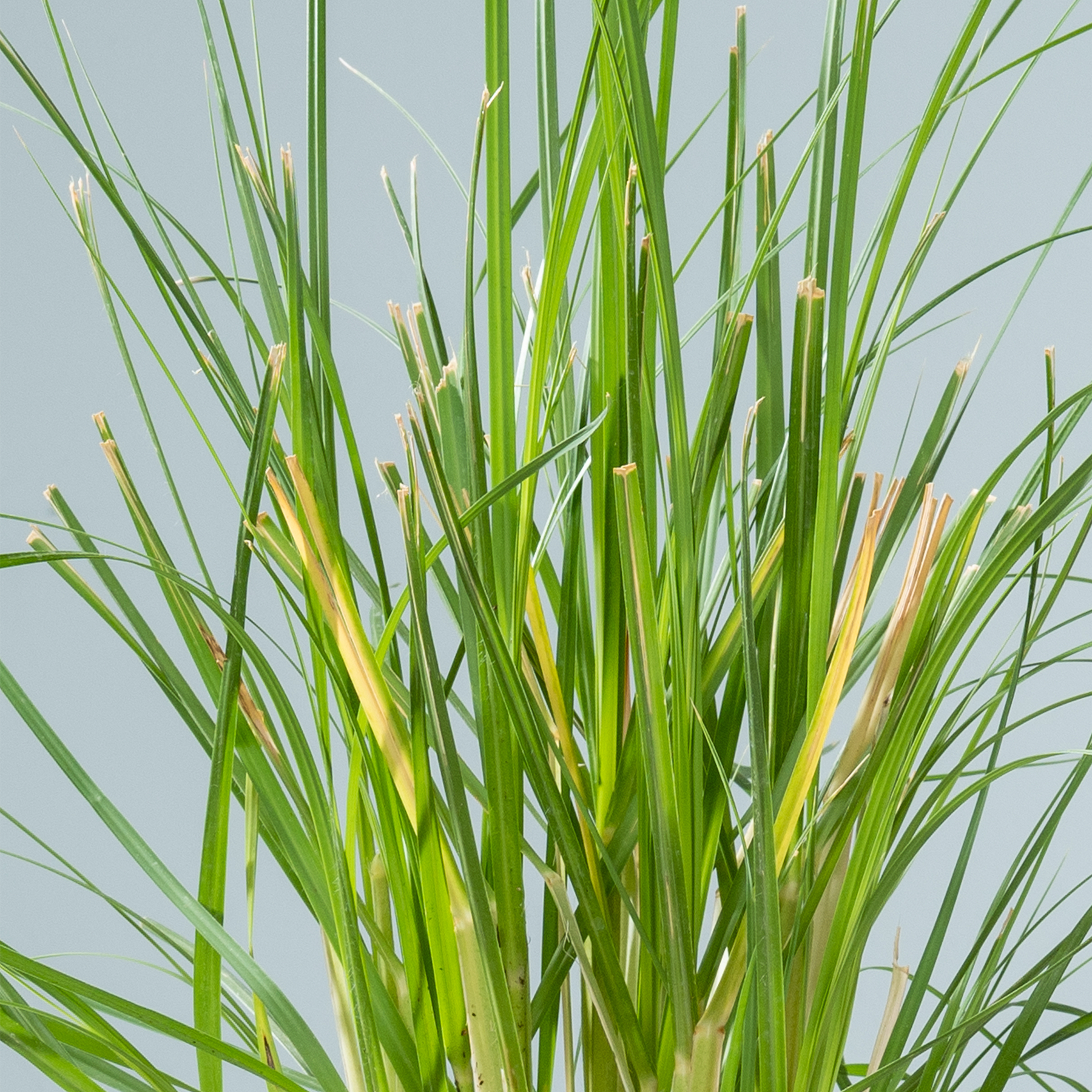 Das Bild zeigt eine Nahaufnahme üppiger, leuchtend grüner Grashalme mit einigen gelben Spitzen vor einem schlichten, hellen Hintergrund.