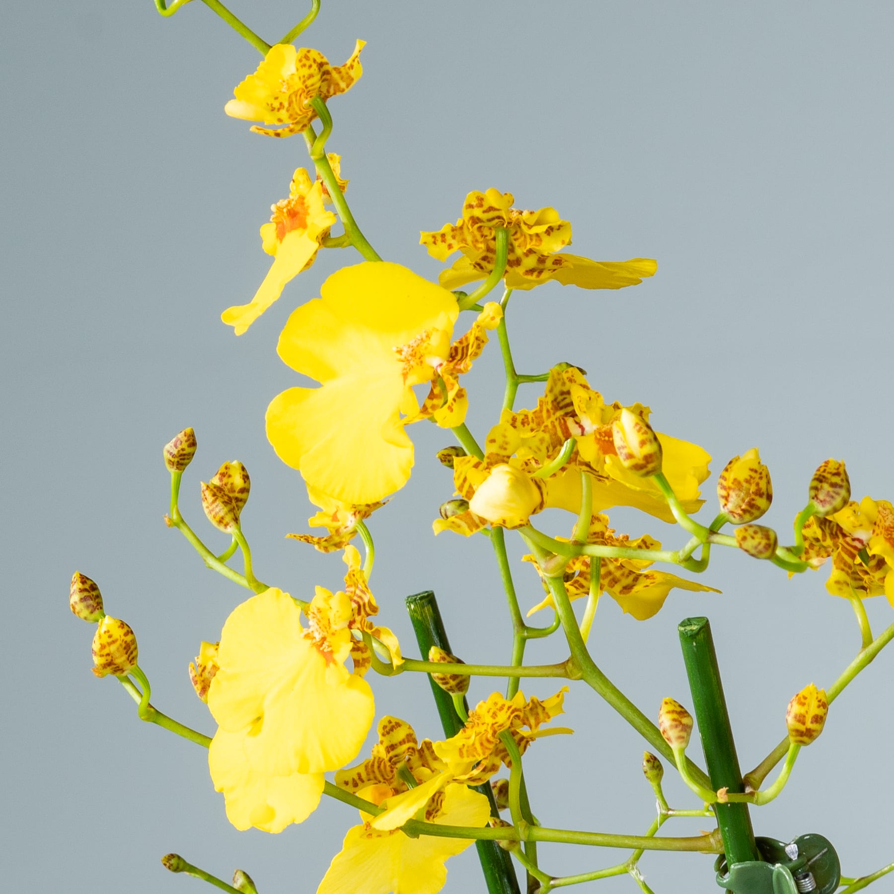 Leuchtend gelbe Orchideenblüten blühen vor einem gedämpften graublauen Hintergrund. Ihre zarten Blütenblätter und komplizierten Strukturen ergeben ein optisch beeindruckendes und fesselndes Schauspiel.