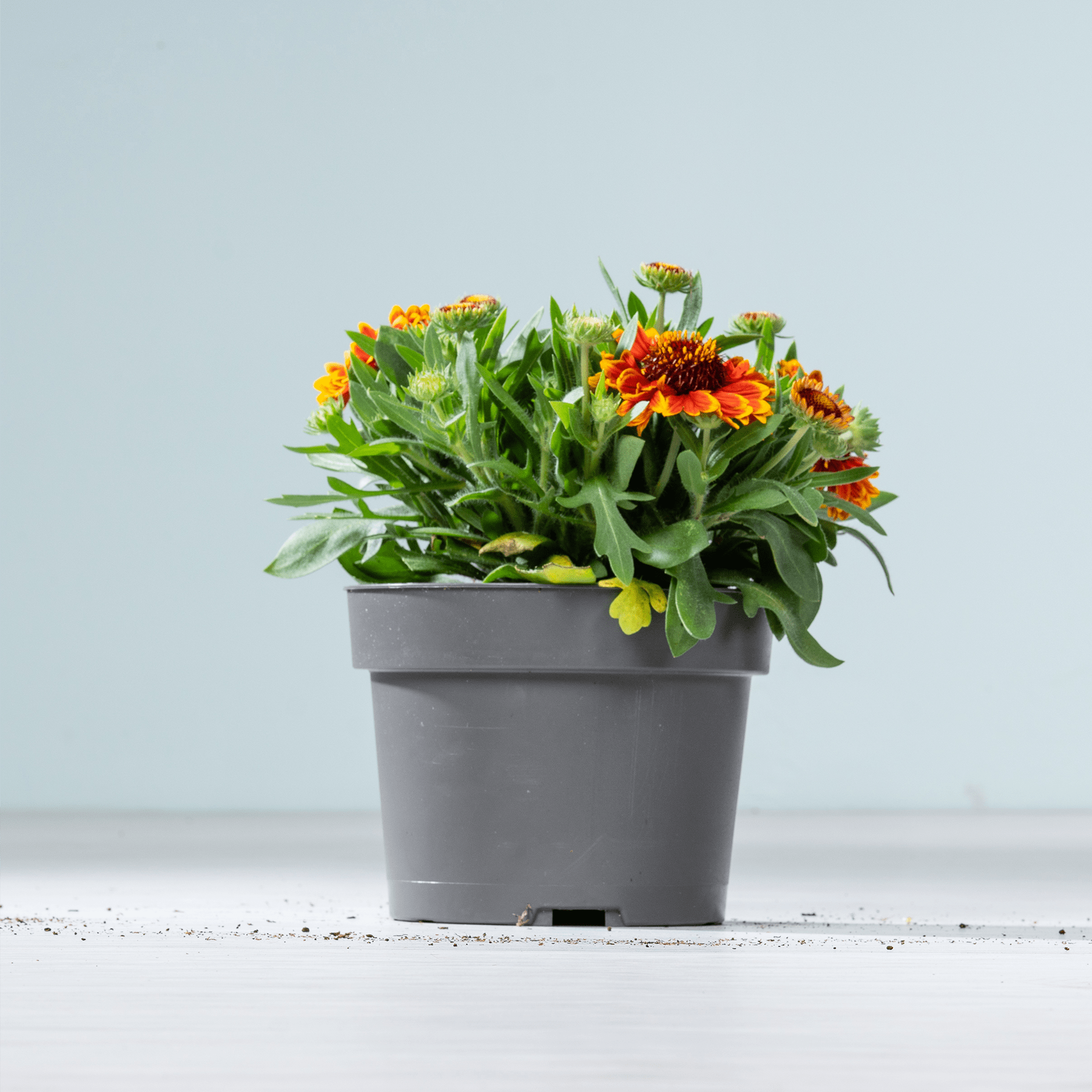Eine Topfpflanze mit leuchtend gelben, orangefarbenen und grünen Blüten steht auf einer weißen Fläche vor einem hellblauen Hintergrund.