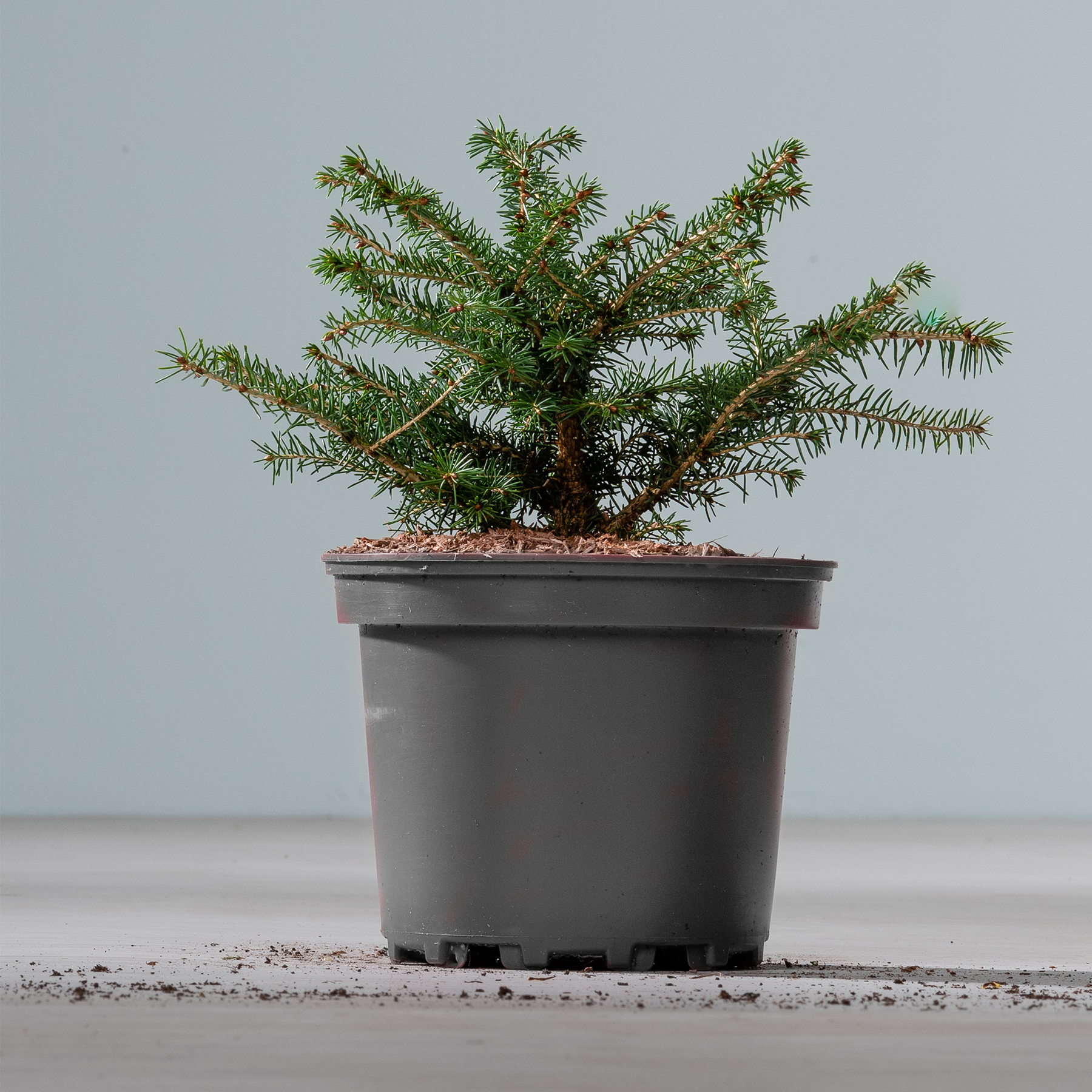 Ein kleiner, immergrüner Baum im Topf mit üppigem, grünem Laub steht auf einer schlichten, grauen Oberfläche vor einem hellen Hintergrund.
