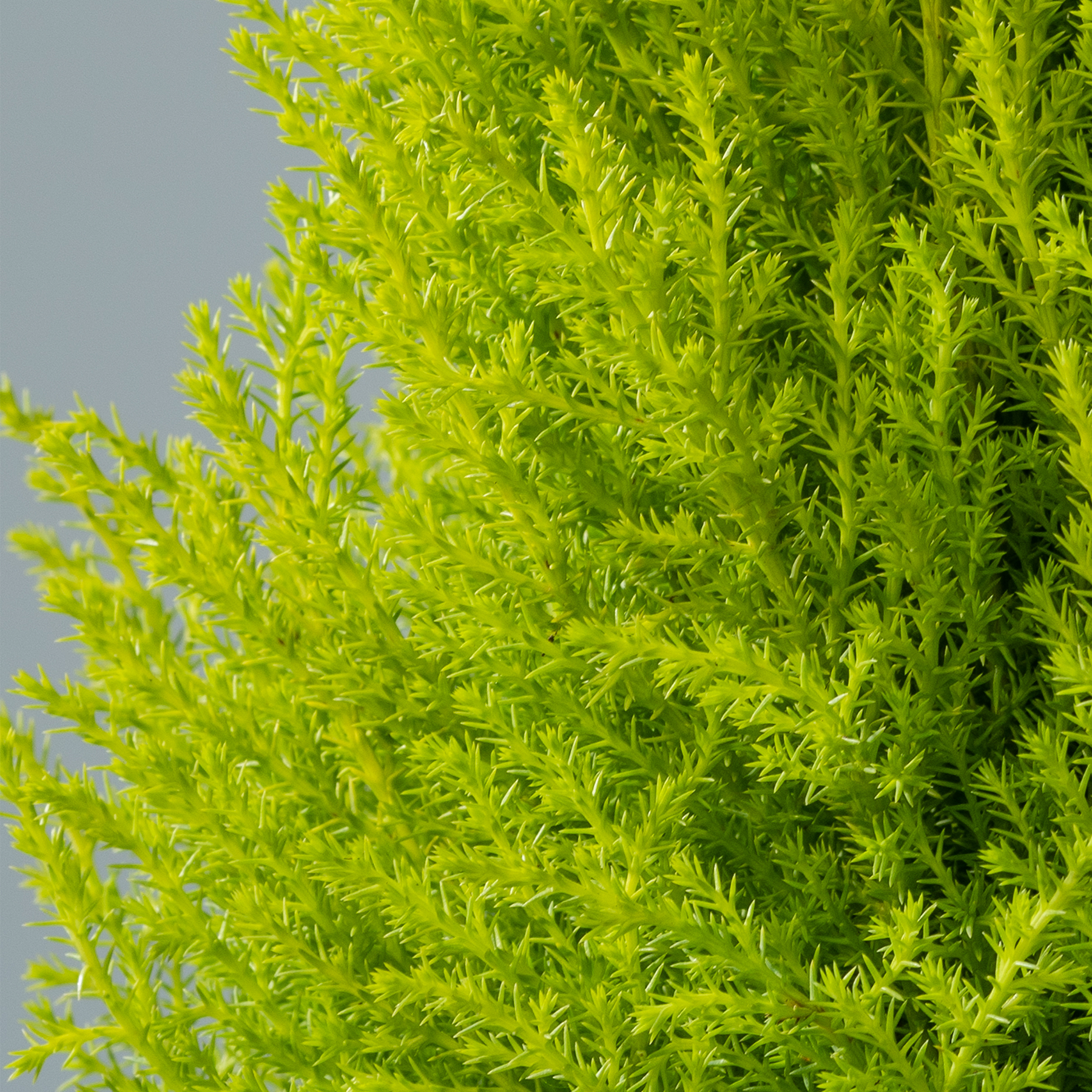 Leuchtend grünes Laub füllt den Rahmen, wobei zarte, federleichte Blätter vor einem neutralen grauen Hintergrund über das Bild fallen.