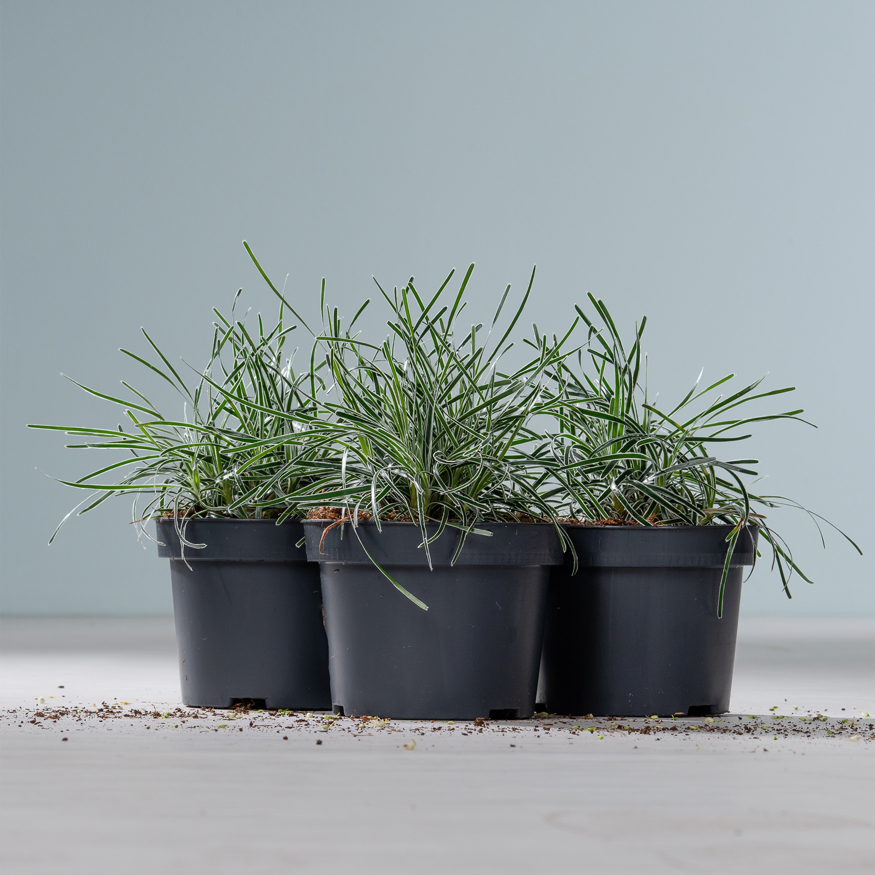 Drei schwarze Plastikbehälter, gefüllt mit üppigen, grünen, grasähnlichen Pflanzen, stehen auf einer Holzoberfläche vor einem schlichten grauen Hintergrund.