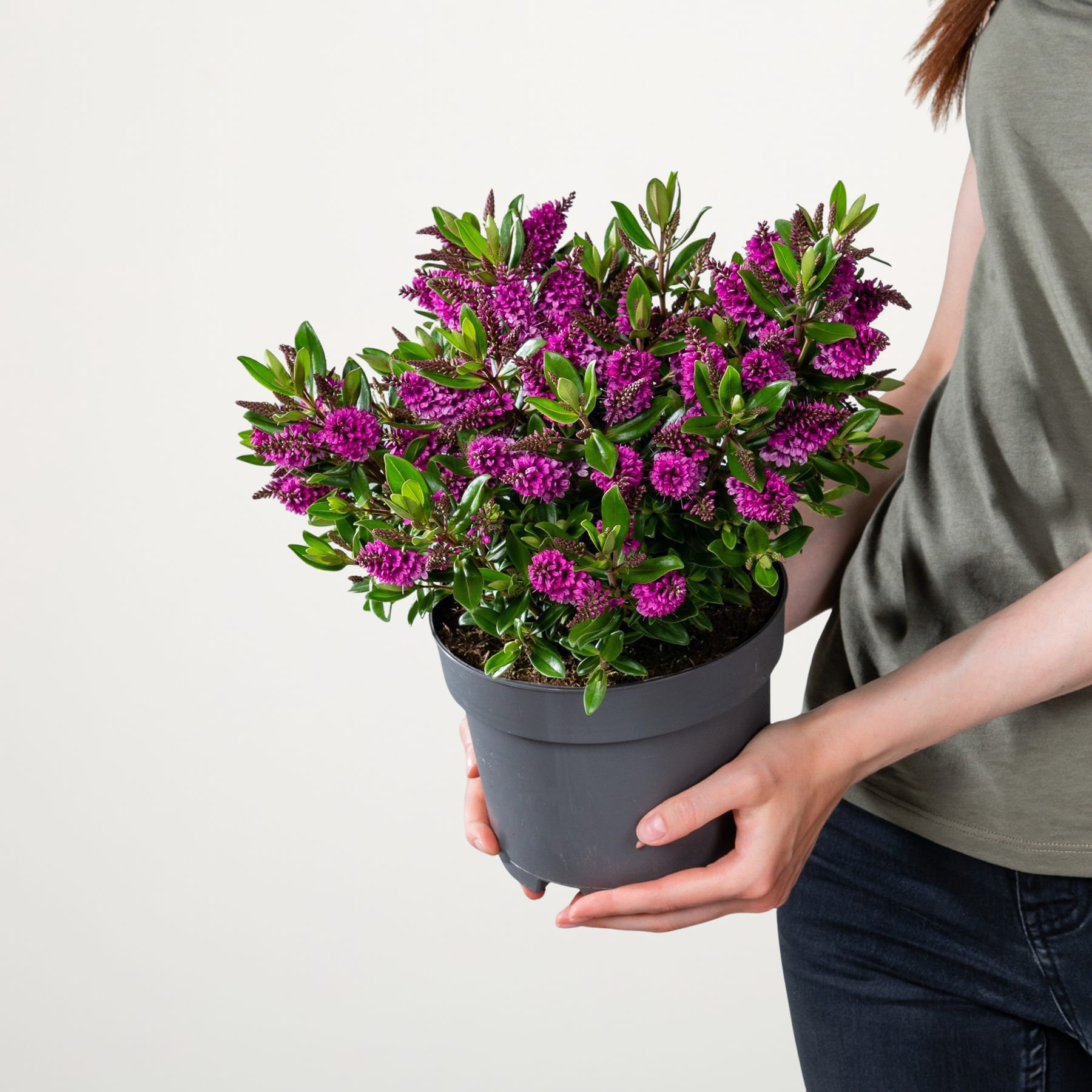 Ein leuchtender Strauß violetter Blumen in einem schwarzen Topf, gehalten von den Händen einer Person vor einem schlichten weißen Hintergrund.