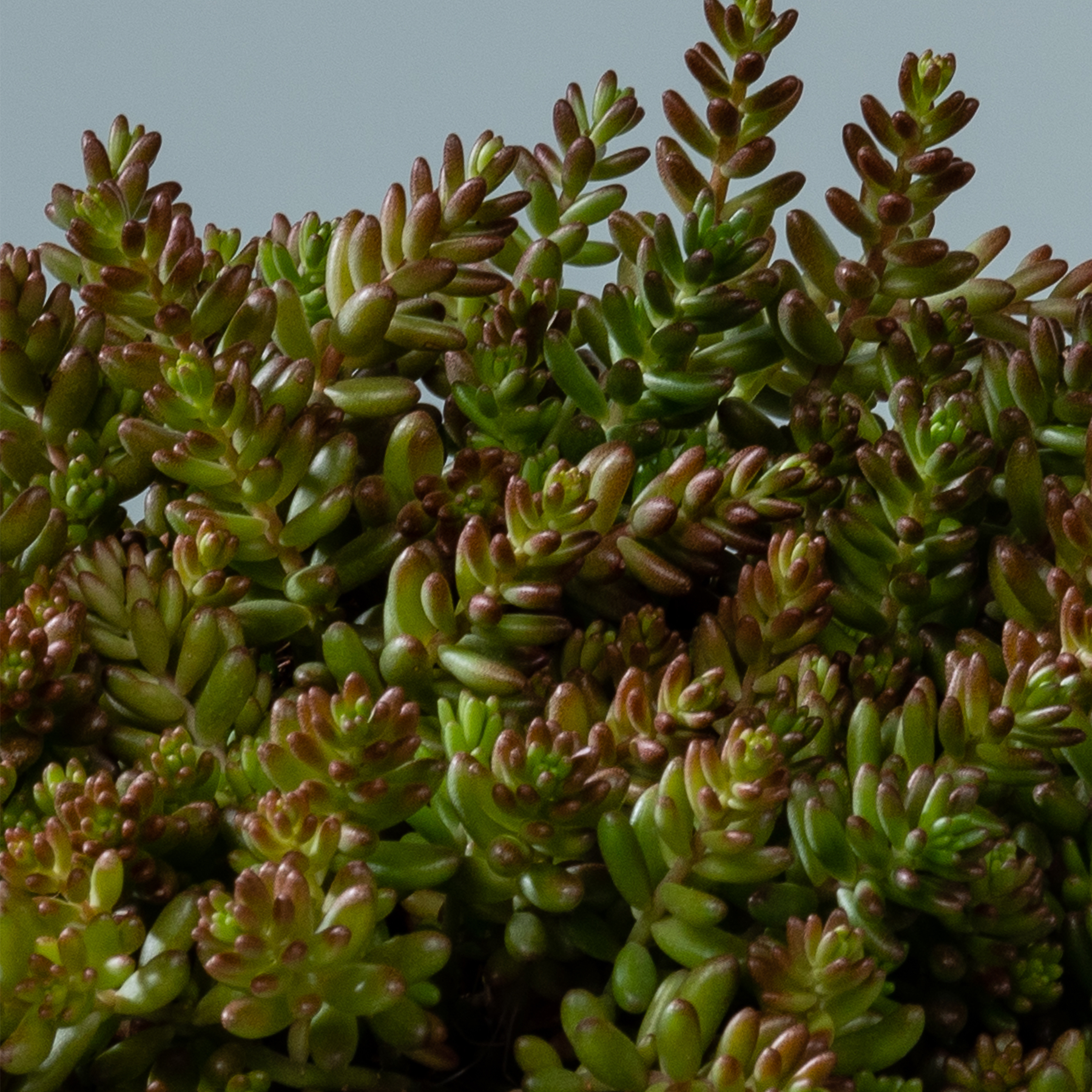 Eine dichte Ansammlung leuchtend grüner und rotbrauner Sukkulenten füllt den Rahmen. Ihre fleischigen Blätter und Stängel bilden vor einem gedämpften grauen Hintergrund eine optisch beeindruckende und strukturierte Komposition.