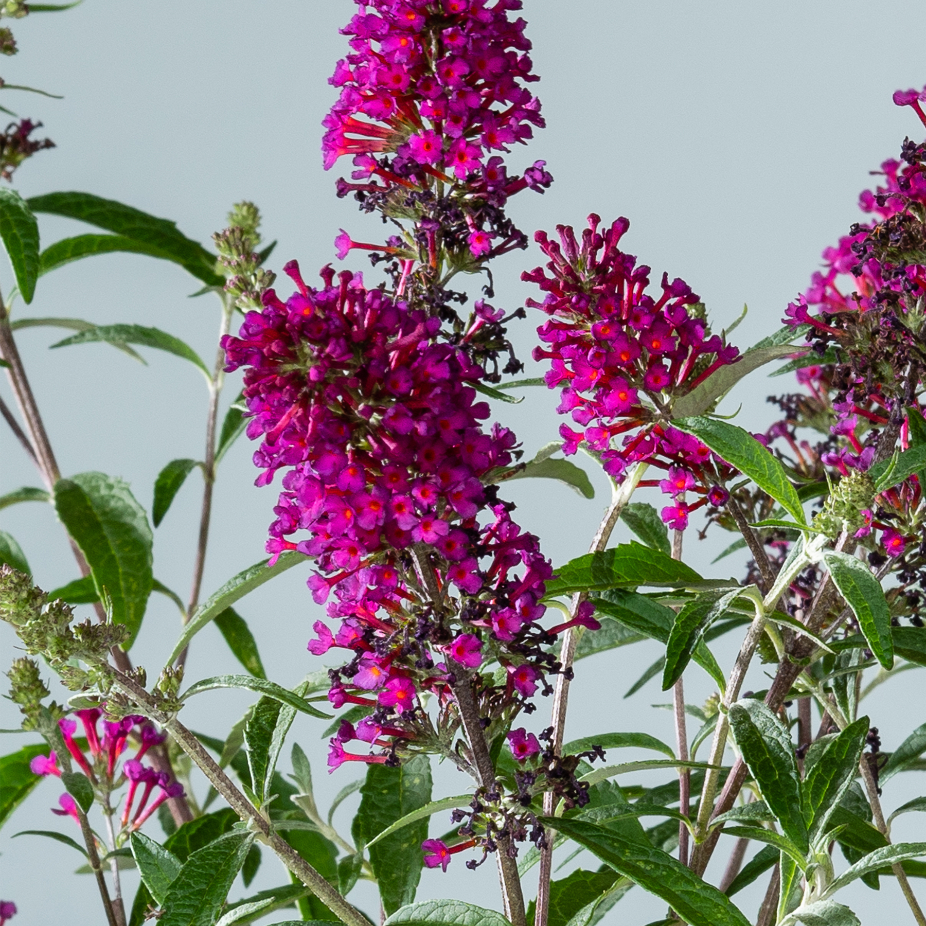 Leuchtend violette Blüten mit grünen Blättern vor einem hellblaugrauen Hintergrund.