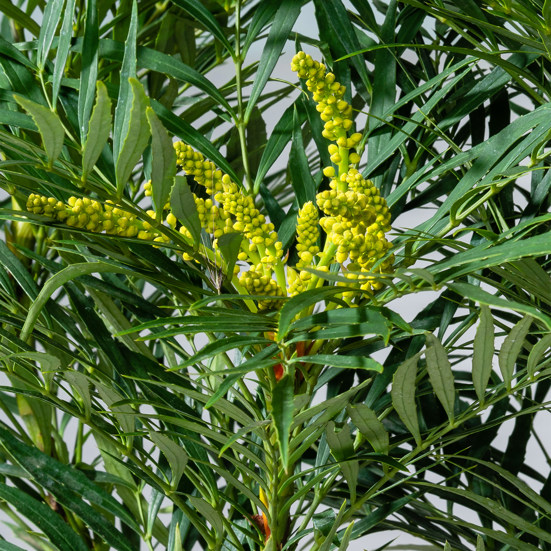 Das Bild zeigt Büschel leuchtend gelber Blüten, die aus üppigem grünem Laub sprießen und ein lebendiges und natürliches Bild erzeugen.