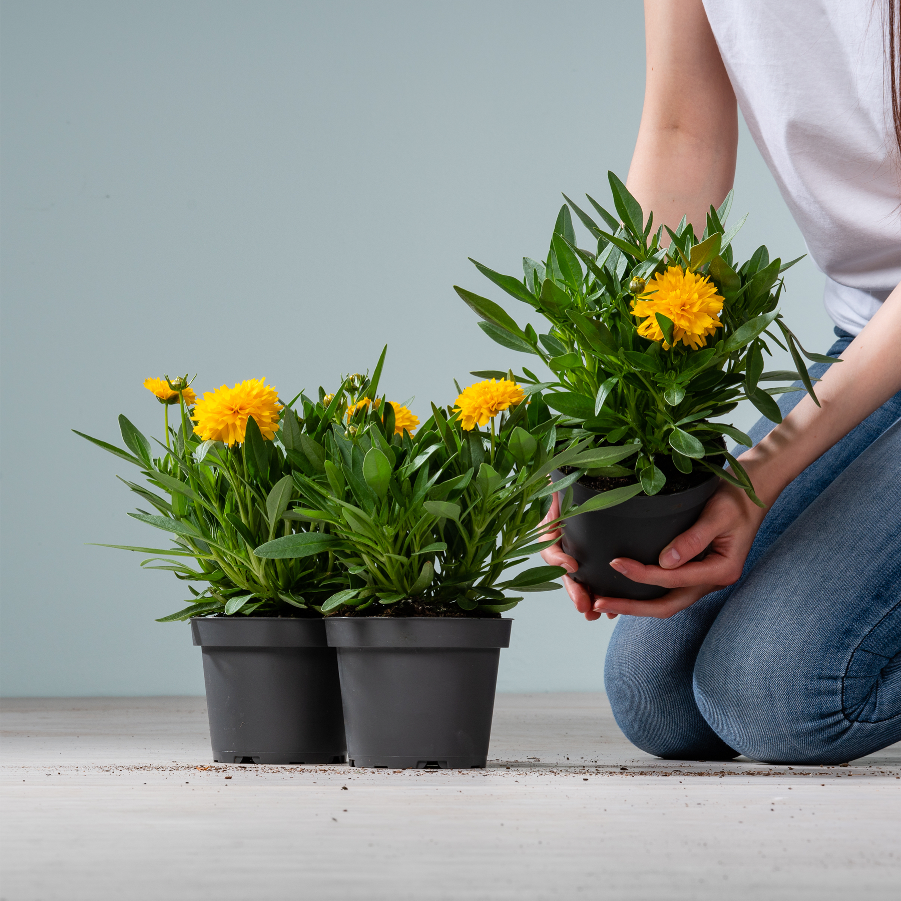 Das Bild zeigt die Hände einer Person, die vor einem schlichten grauen Hintergrund eine Topfpflanze mit leuchtend gelben Blüten hält.