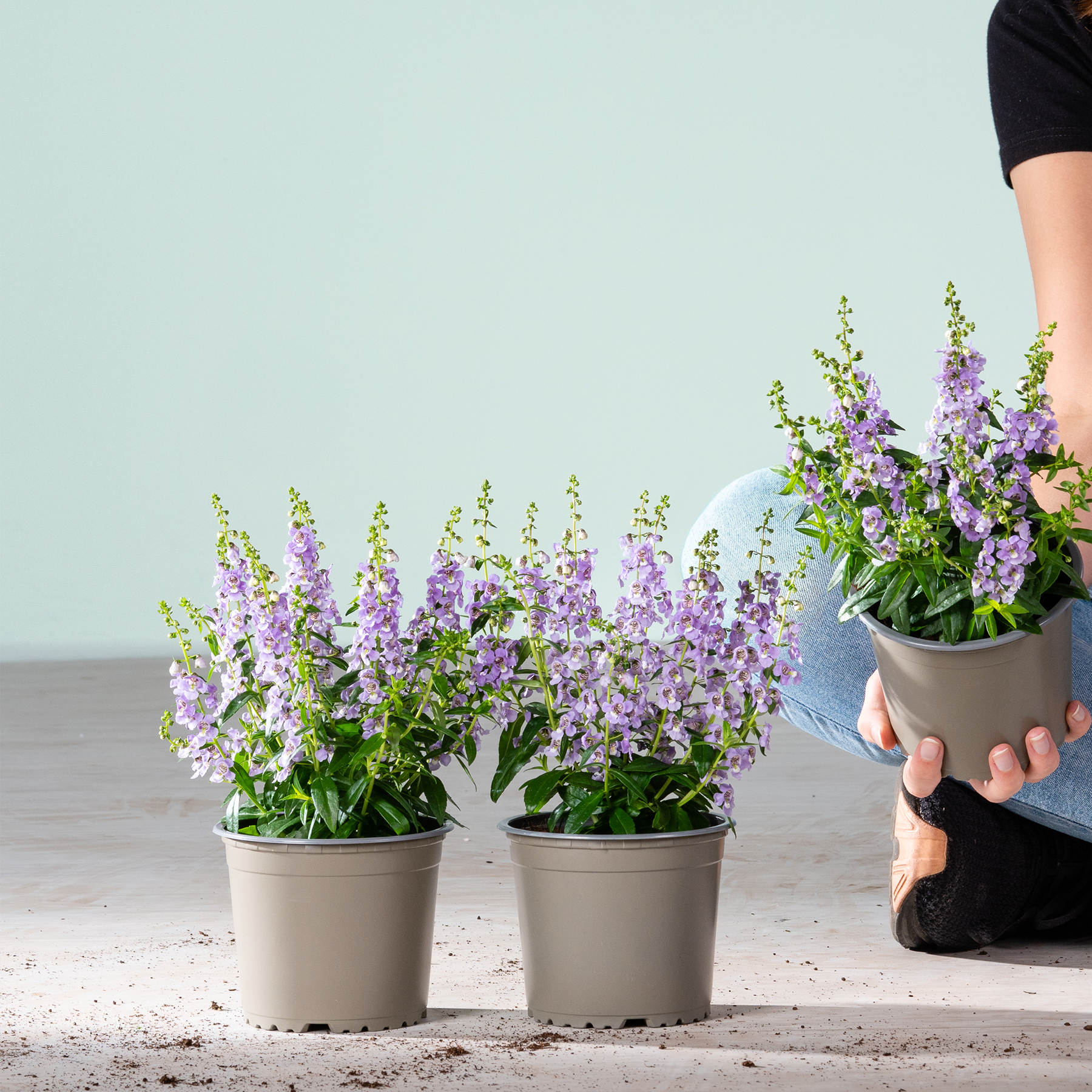 Das Bild zeigt zwei Topfpflanzen mit leuchtend violetten Blüten, die eine Person vor einem schlichten Hintergrund in den Händen hält.