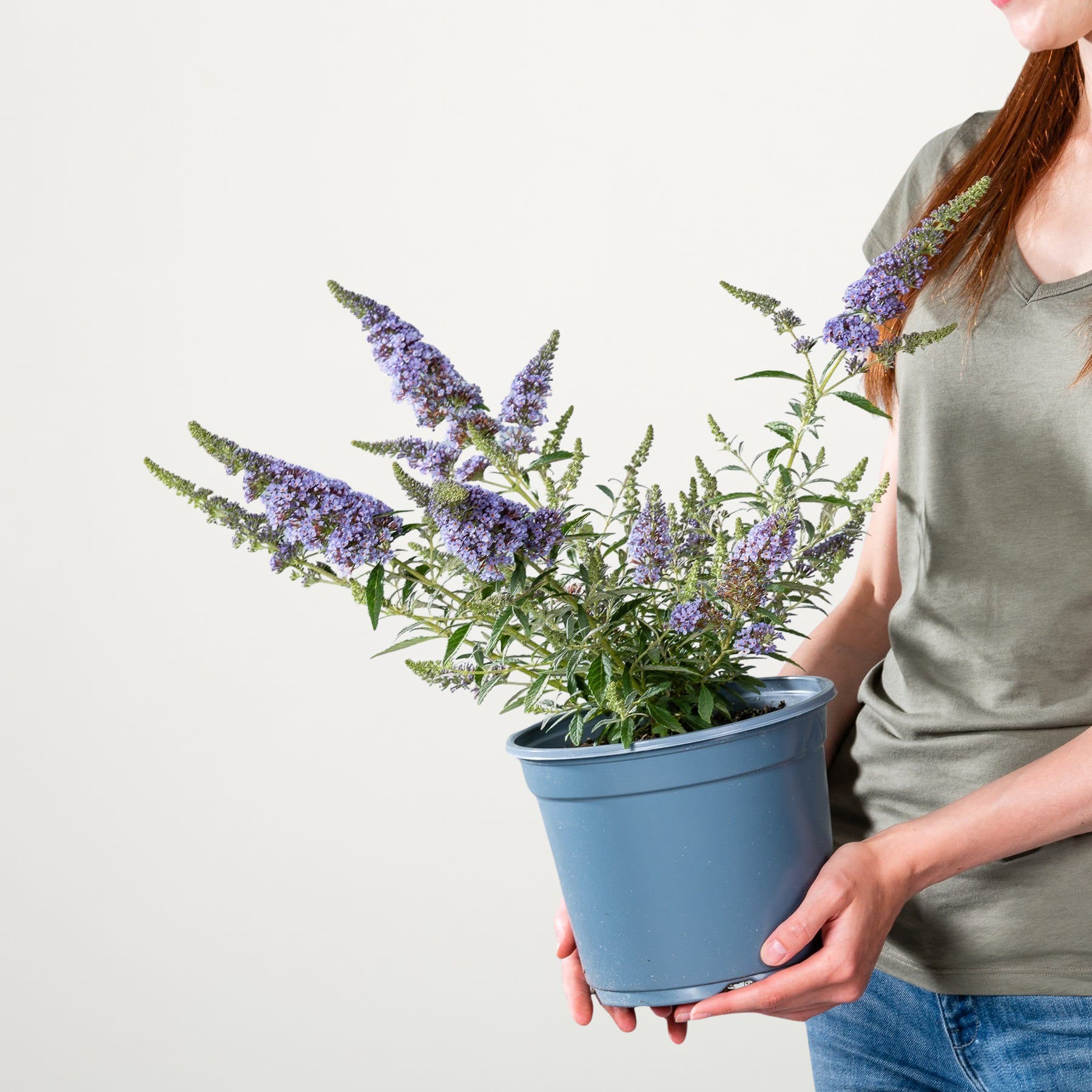 Eine Person hält eine Topfpflanze mit leuchtend violetten Blüten vor einem schlichten weißen Hintergrund.