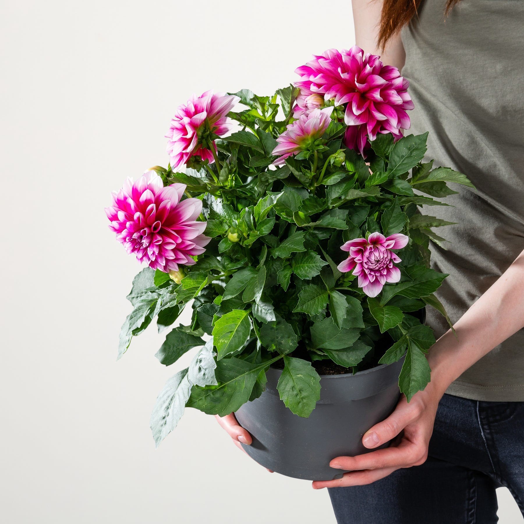 Ein leuchtender Strauß rosa Dahlienblüten in einem schwarzen Topf, gehalten von den Händen einer Person vor einem schlichten weißen Hintergrund.