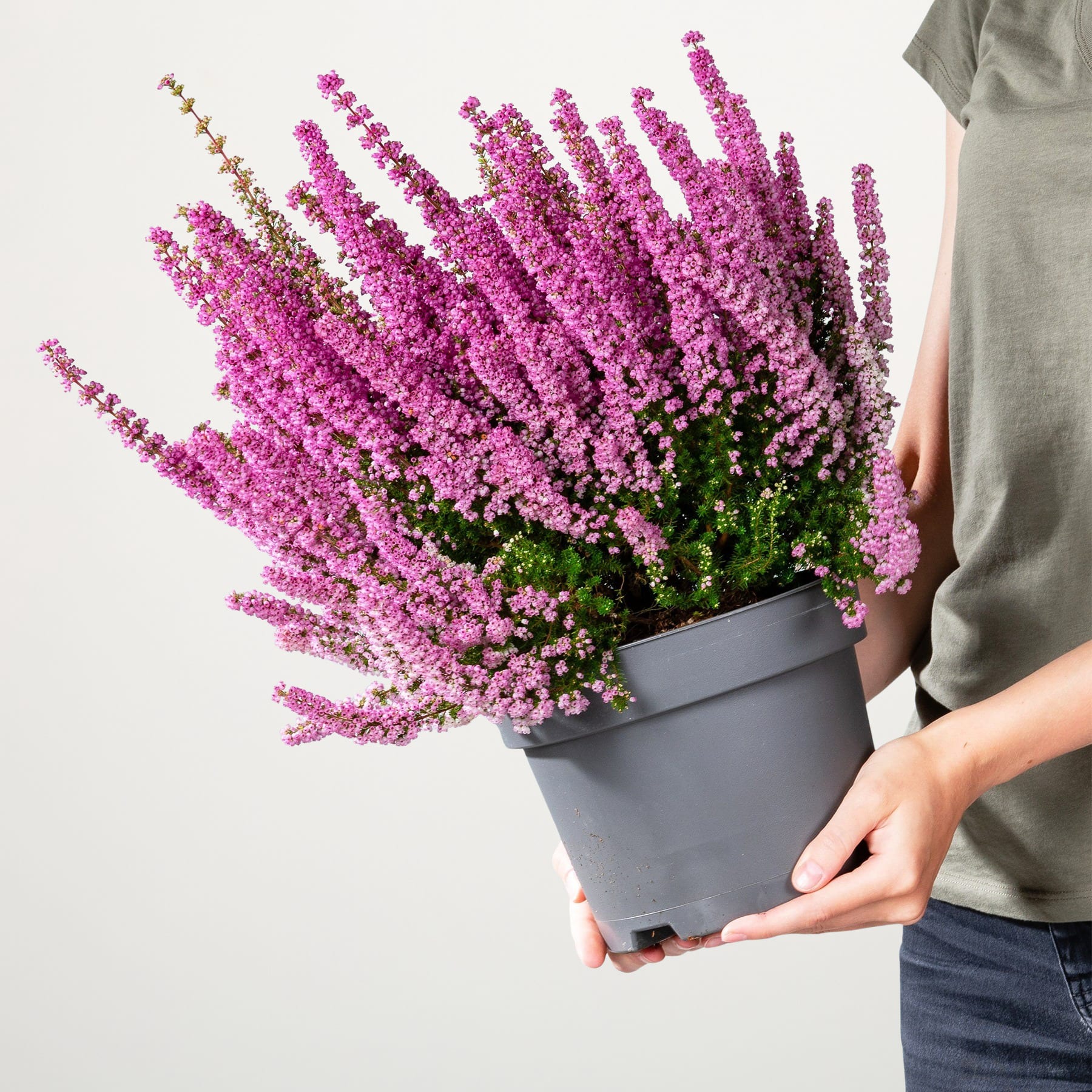 Ein leuchtender Strauß violetter Heideblüten in einem grauen Blumentopf, gehalten von den Händen einer Person vor einem schlichten Hintergrund.