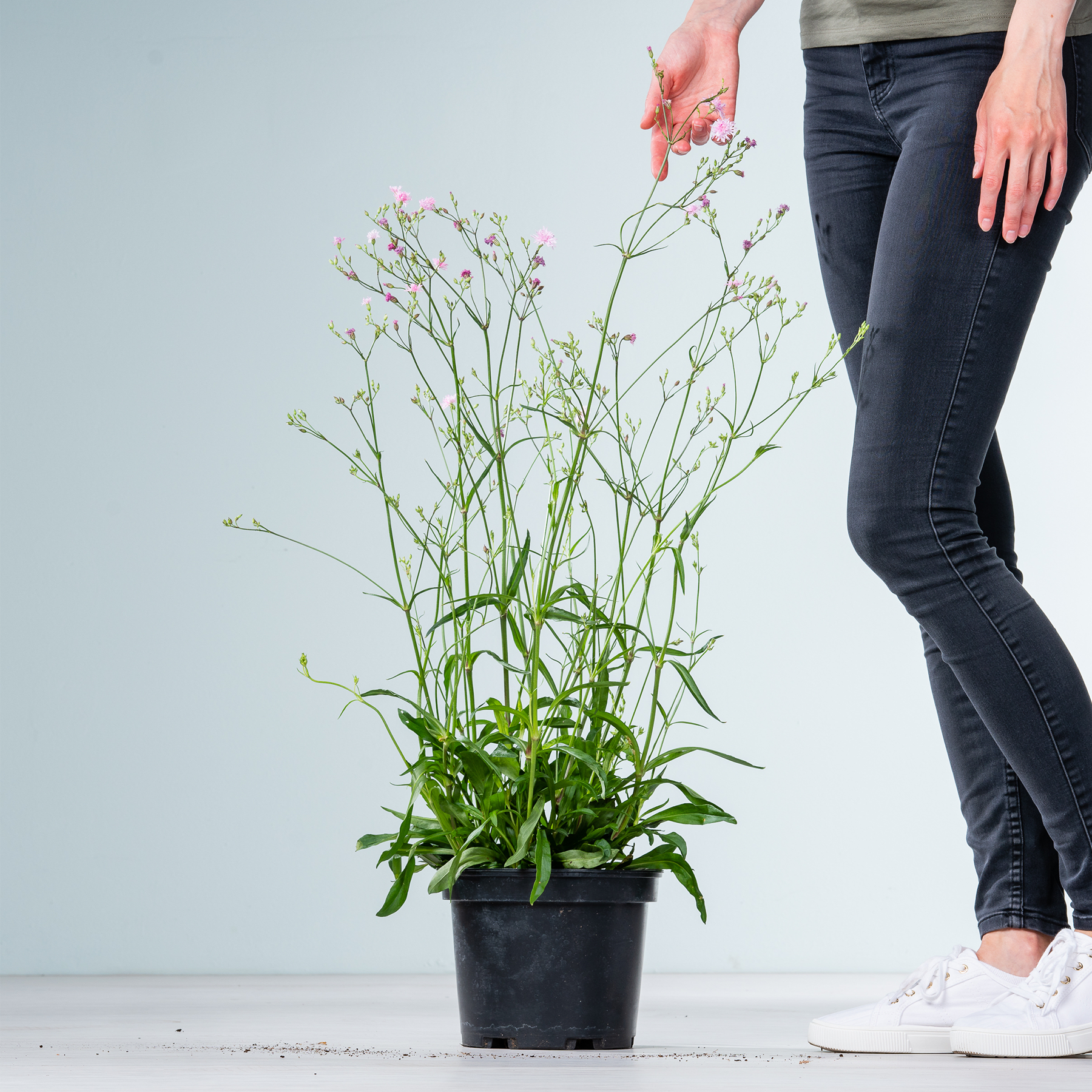 Im Vordergrund steht eine Topfpflanze mit zarten weißen Blüten, im Hintergrund sind die Beine einer Person in dunkler Jeans und weißen Turnschuhen zu sehen.