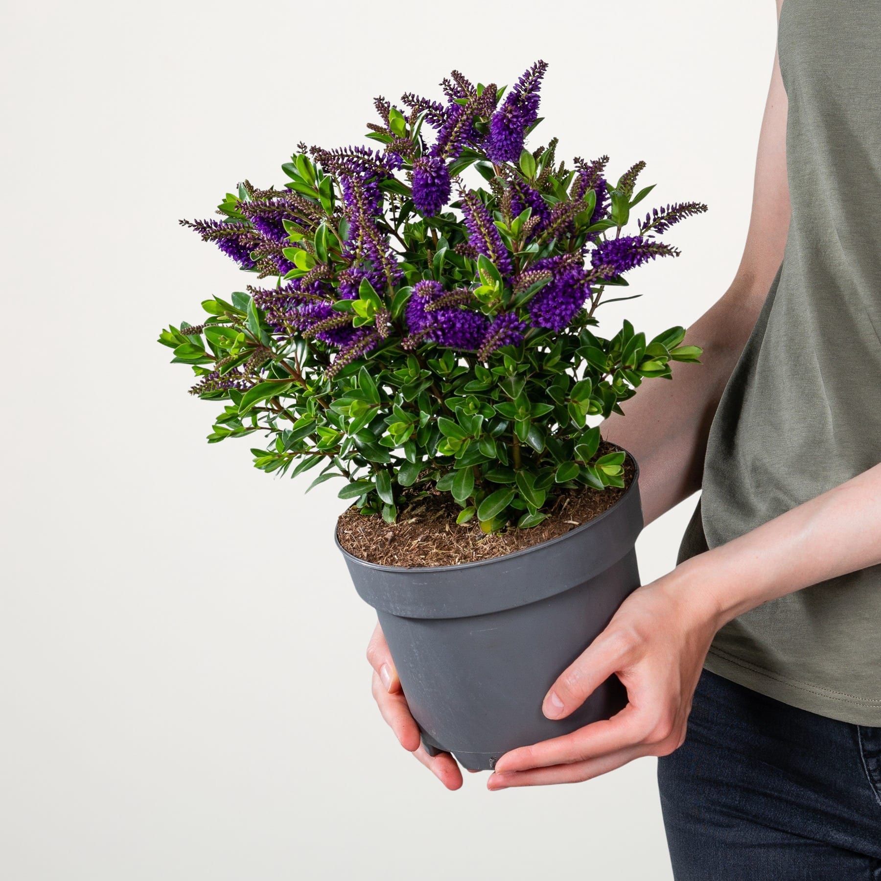Eine Topfpflanze mit üppigem grünem Laub und leuchtend violetten Blüten wird von einer Person vor einem schlichten weißen Hintergrund in den Händen gehalten.