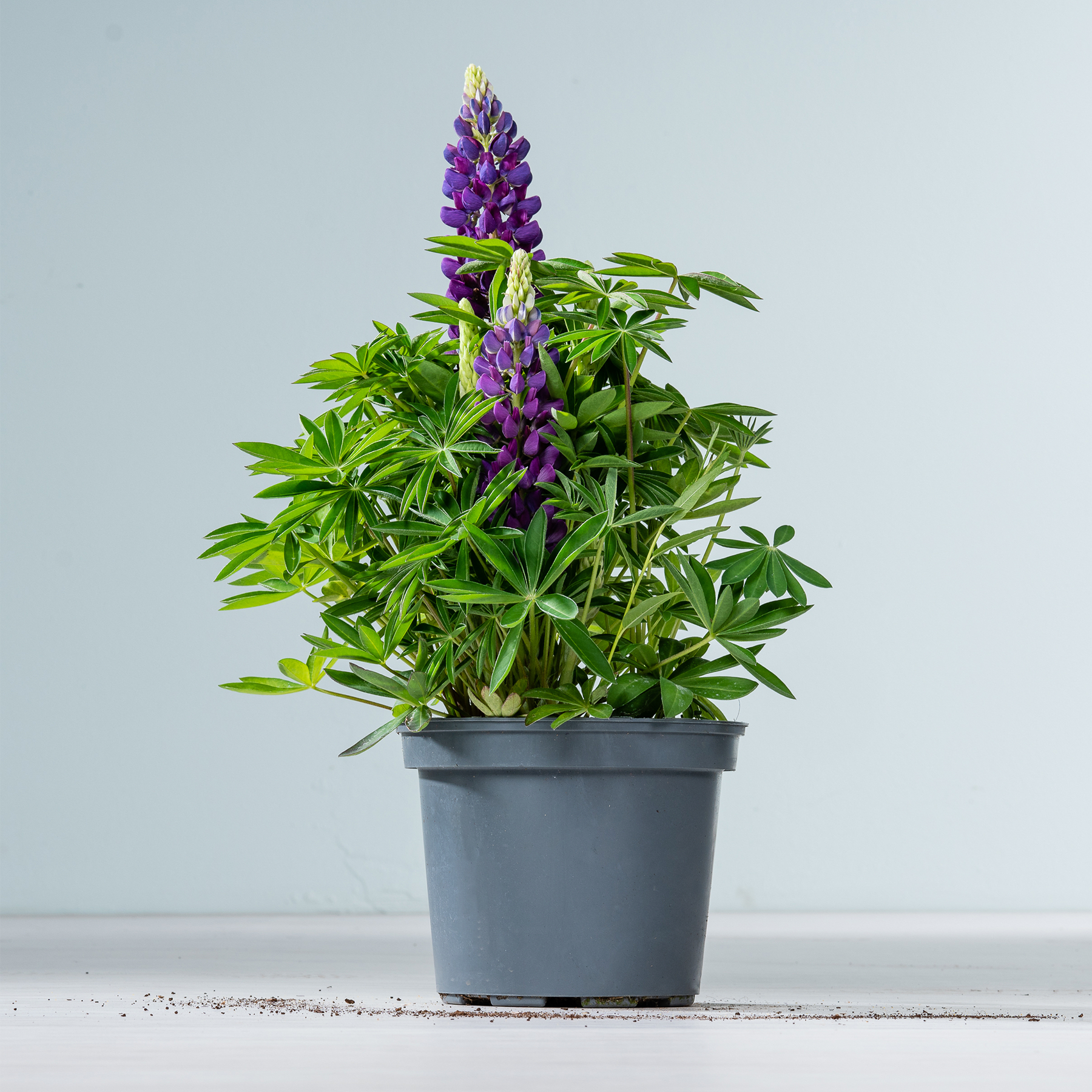 Eine Topfpflanze mit leuchtend violetten Lupinenblüten steht auf einer Holzoberfläche vor einem schlichten grauen Hintergrund.